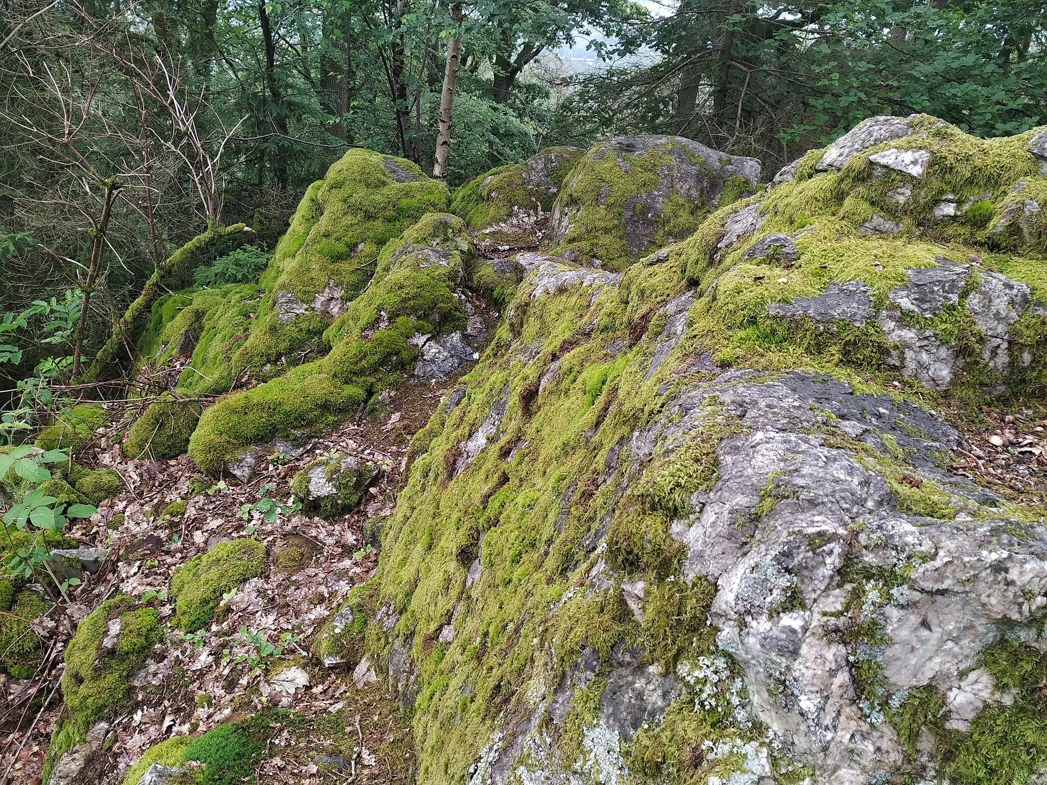 Photo showing: Aus Taunusquarzit bestehende Steine am Wanderweg "Steinbruchweg" im Taunus im hessischen Hochtaunuskreis