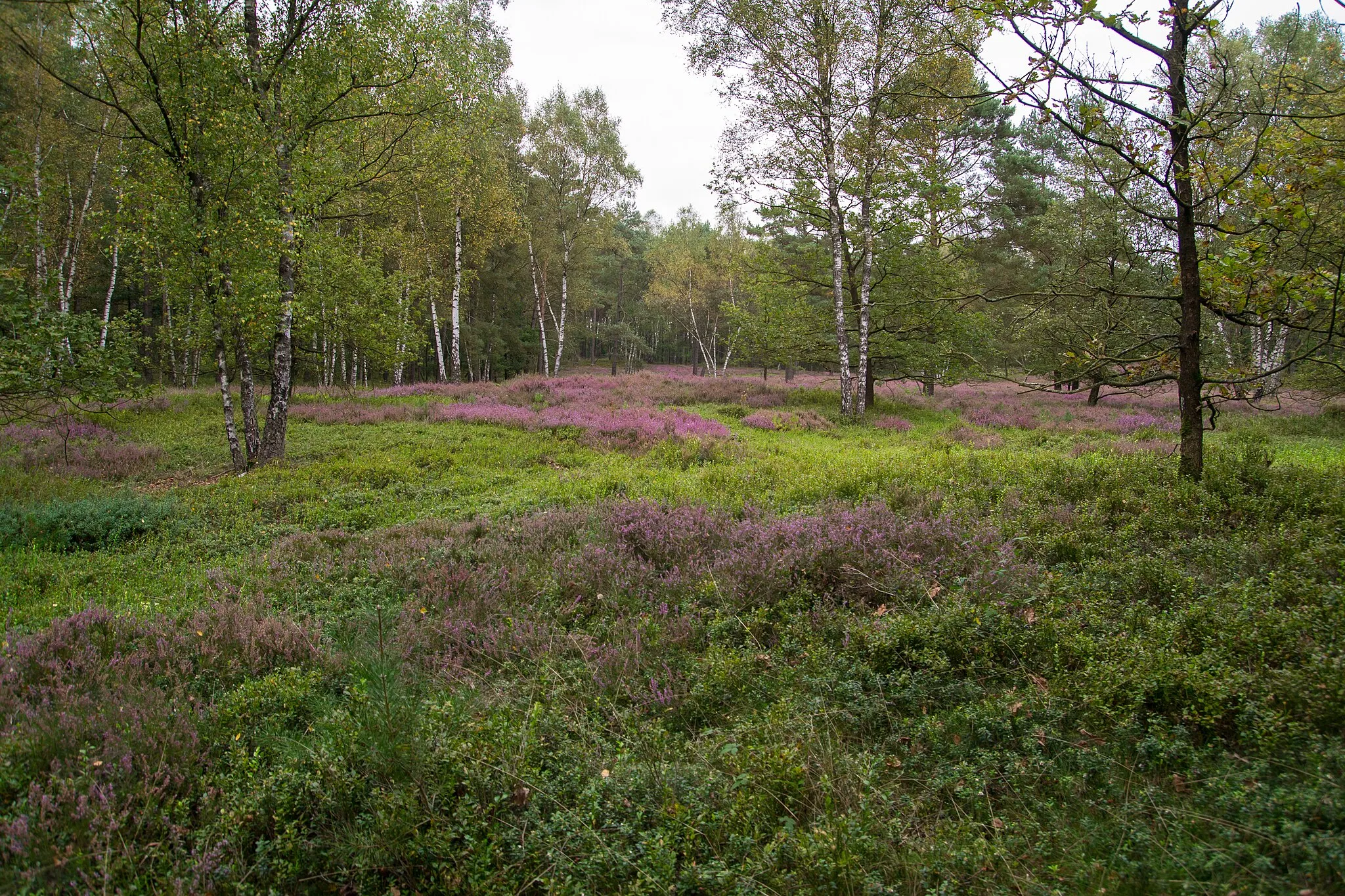 Photo showing: Naturschutzgebiet Schluchten und Moore am oberen Furlbach (Augustdorfer Teil); Heidelichtung