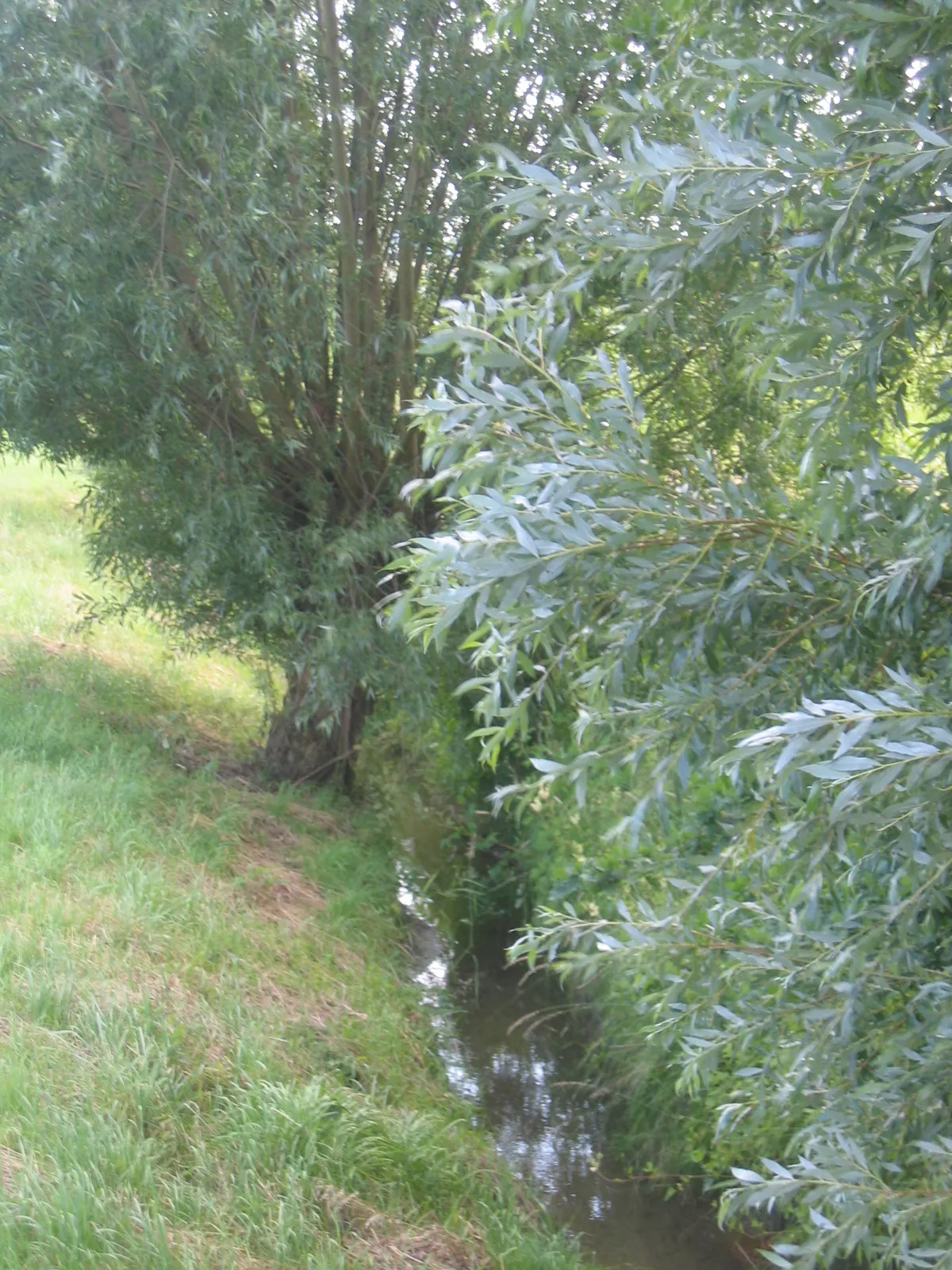 Photo showing: River in Bünde, District of  Herford, North Rhine-Westphalia, Germany.