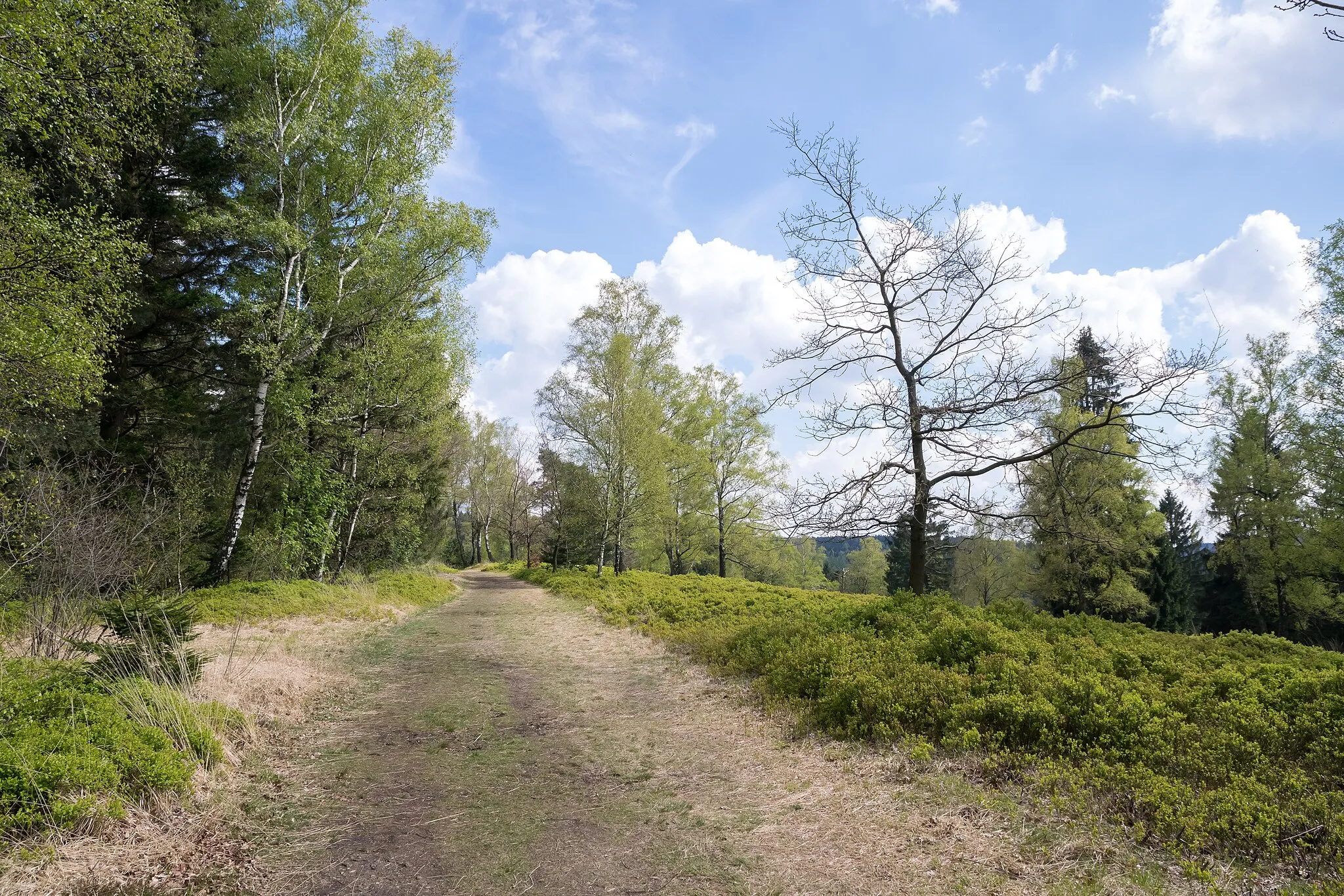 Photo showing: Hermannsweg an der Bergheide Knickenhagen im Naturschutzgebiet Externsteine