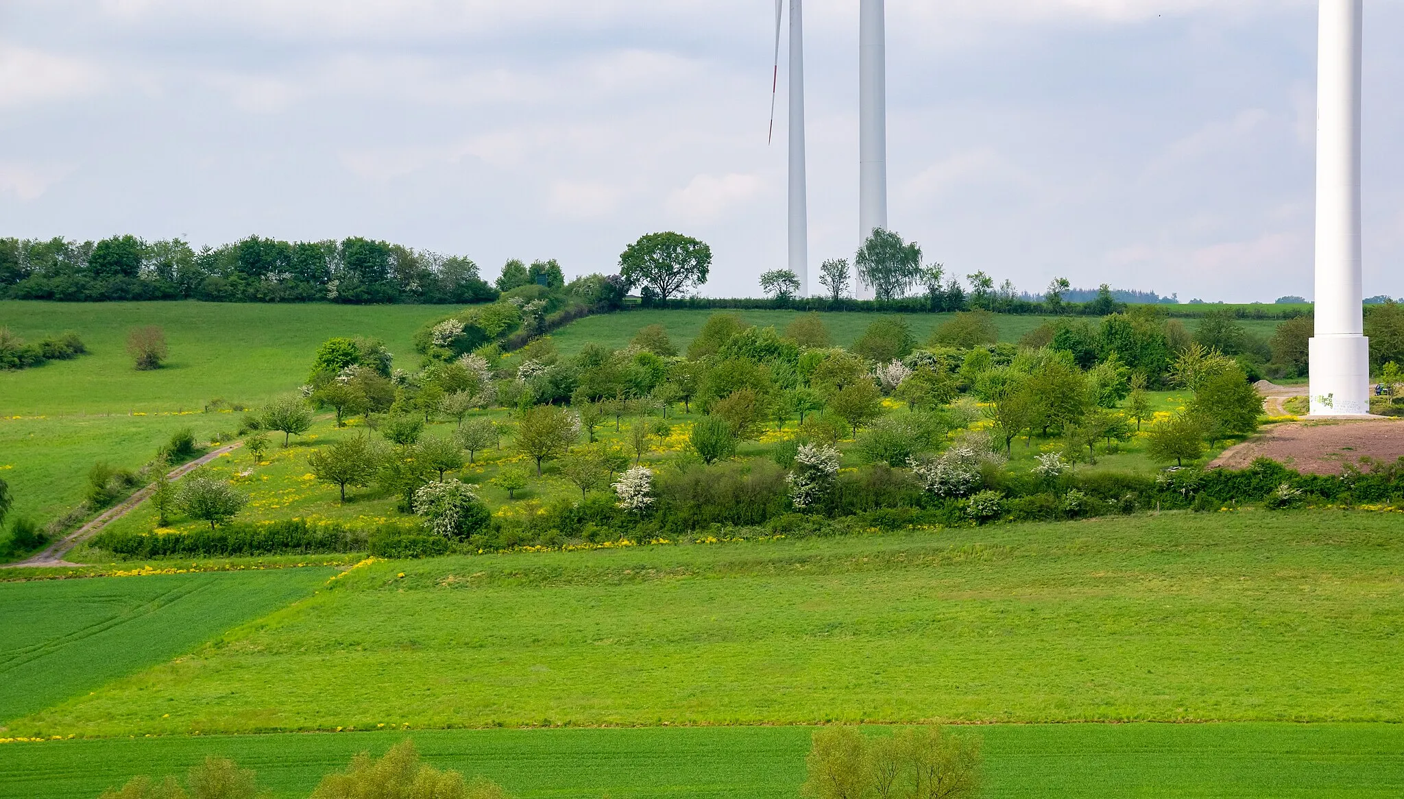 Photo showing: Streubobstwiese am Dörenberg mit gleichnamigem Landschaftsschutzgebiet in Lügde, Kreis Lippe