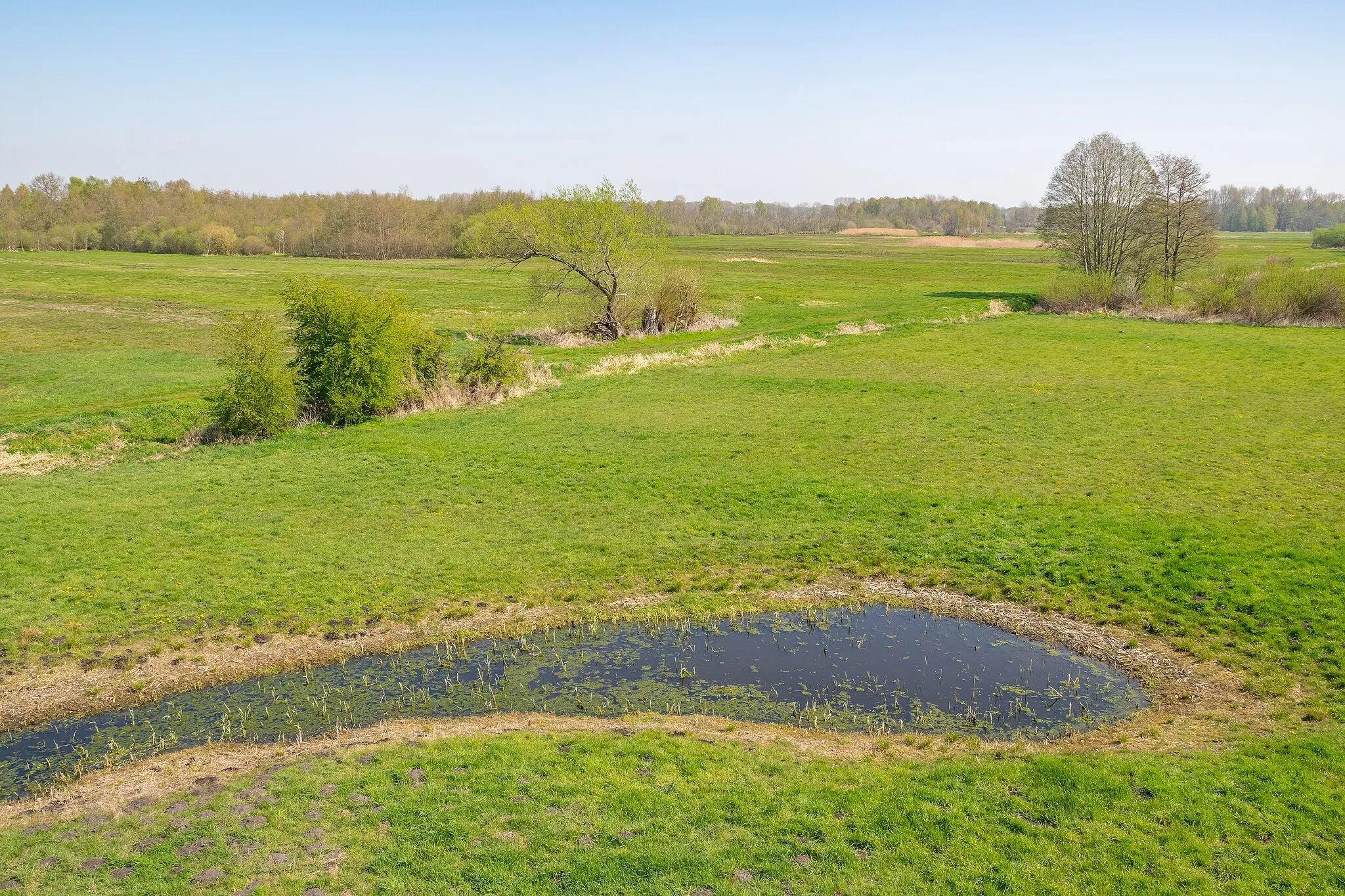 Photo showing: Naturschutzgebiet Bastauwiesen in Lübbecke, Kreis Minden-Lübbecke