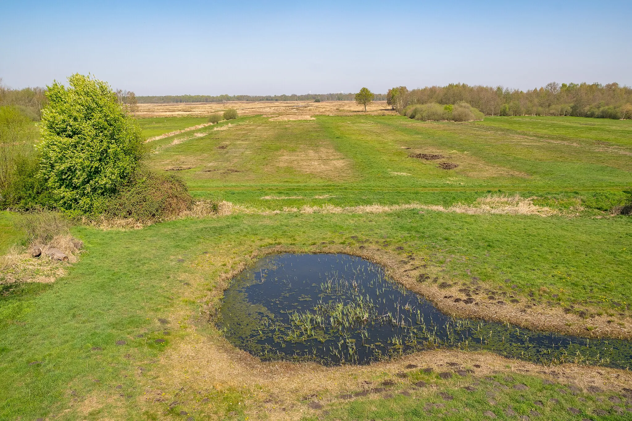 Photo showing: Naturschutzgebiet Bastauwiesen in Lübbecke, Kreis Minden-Lübbecke