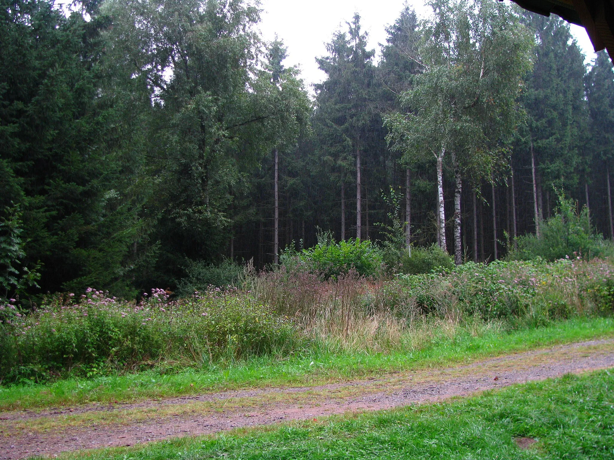 Photo showing: Unterholz gegenüber der August-Kroll-Hütte am Eggeweg