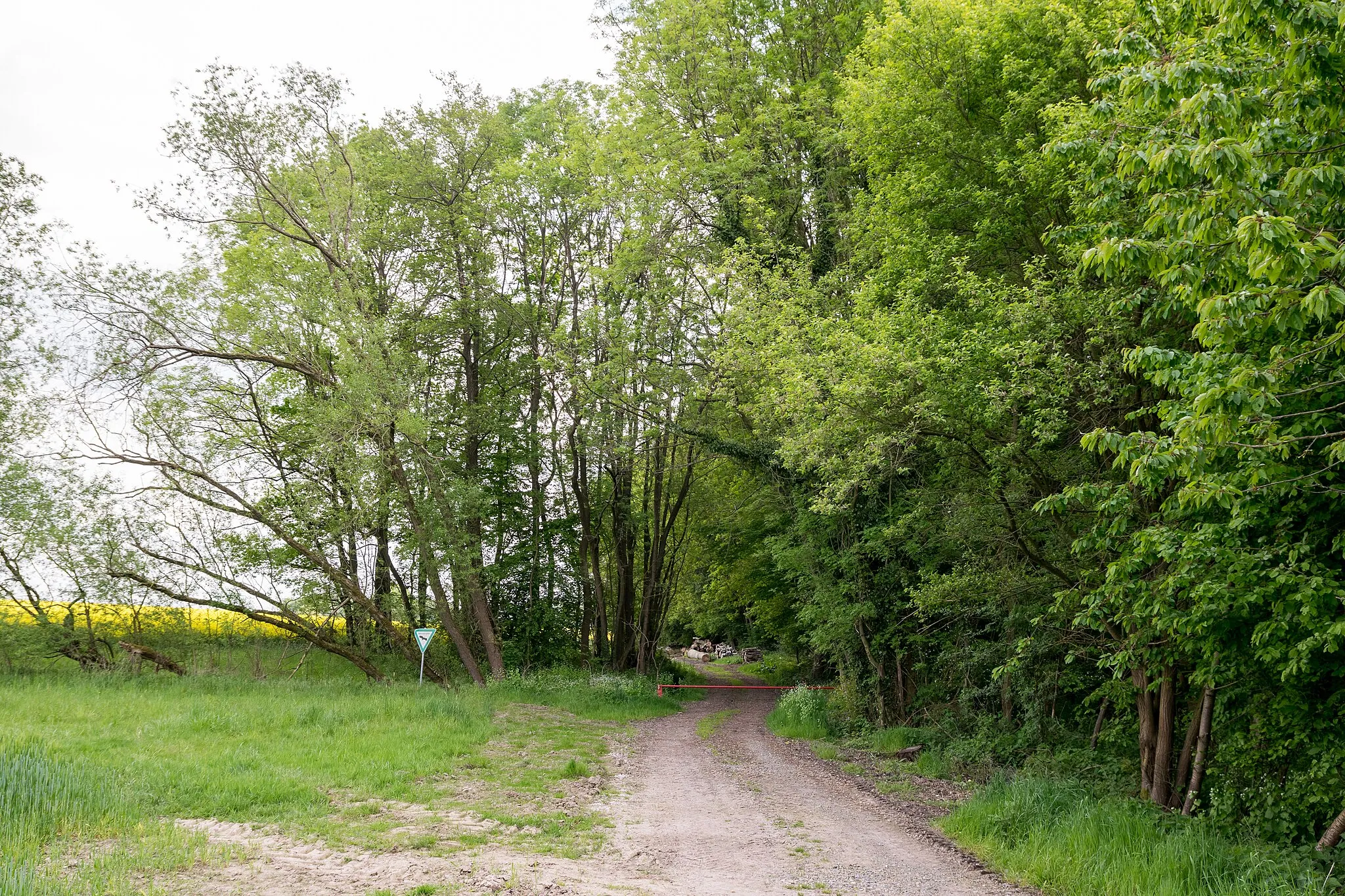 Photo showing: Naturschutzgebiet Stadenhauser Mergelkuhlen bei Lage-Wissentrup, Kreis Lippe