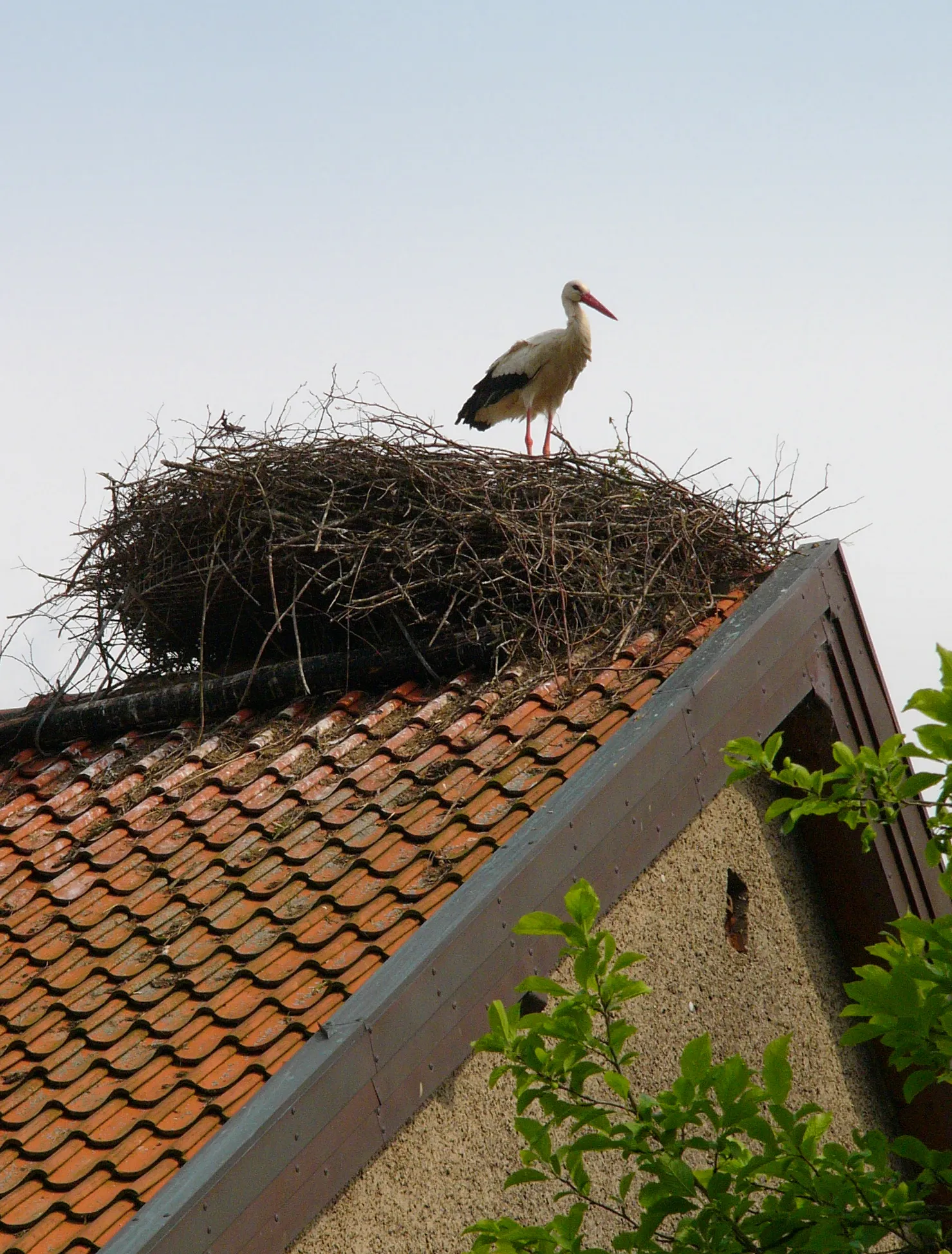 Photo showing: Breeding White Stork (Ciconia ciconia) in its nest near Blomberg, Lippe District, North Rhine-Westphalia, Germany.