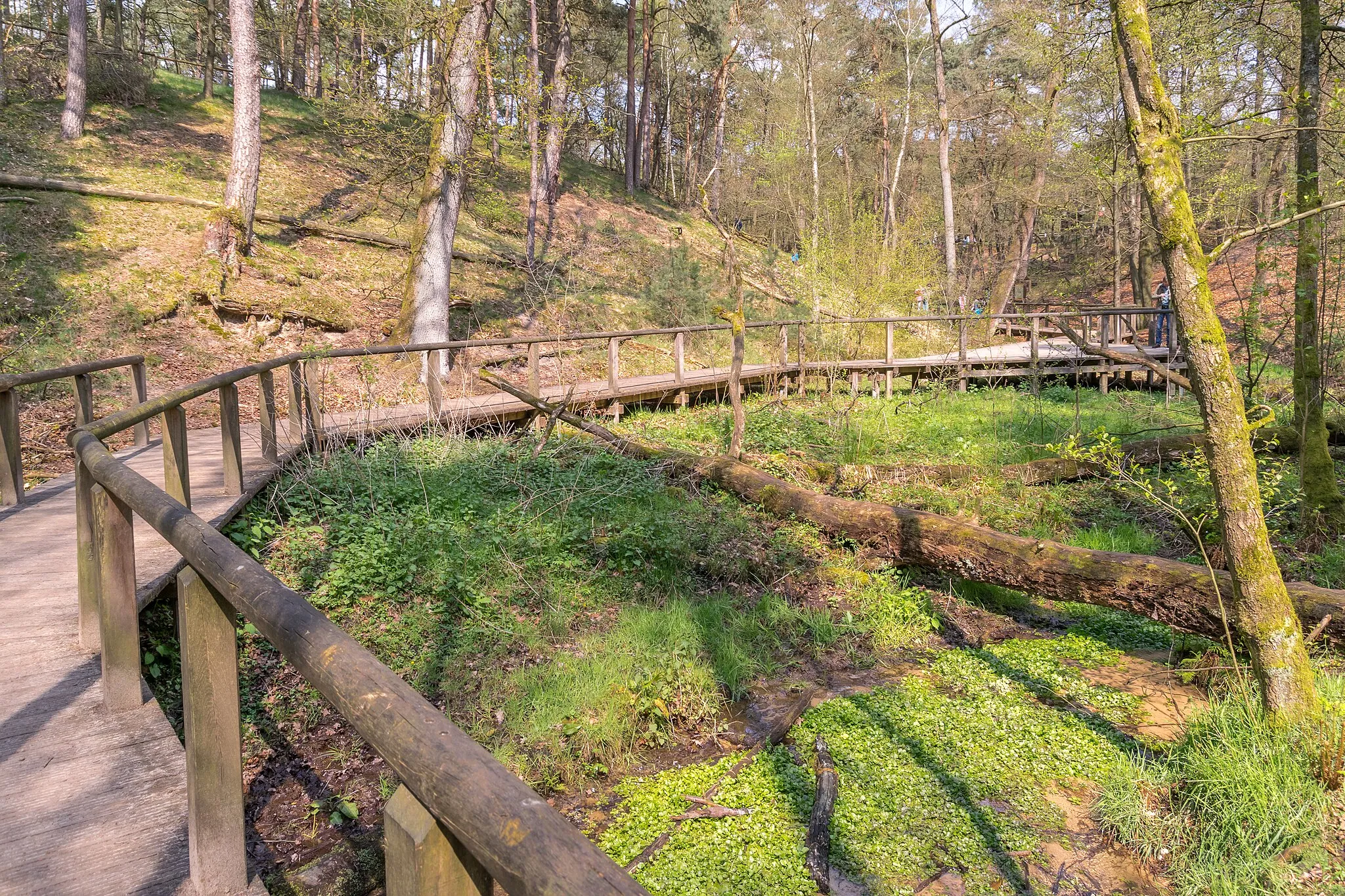 Photo showing: Quellgebiet der Ems im Naturschutzgebiet Moosheide in Schloß Holte-Stukenbrock, Kreis Gütersloh