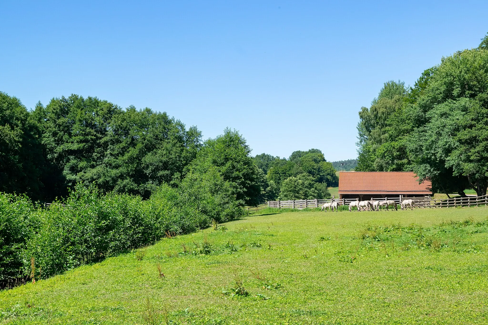 Photo showing: rückgezüchtete Tarpane im Wisentgehege Hardehausen