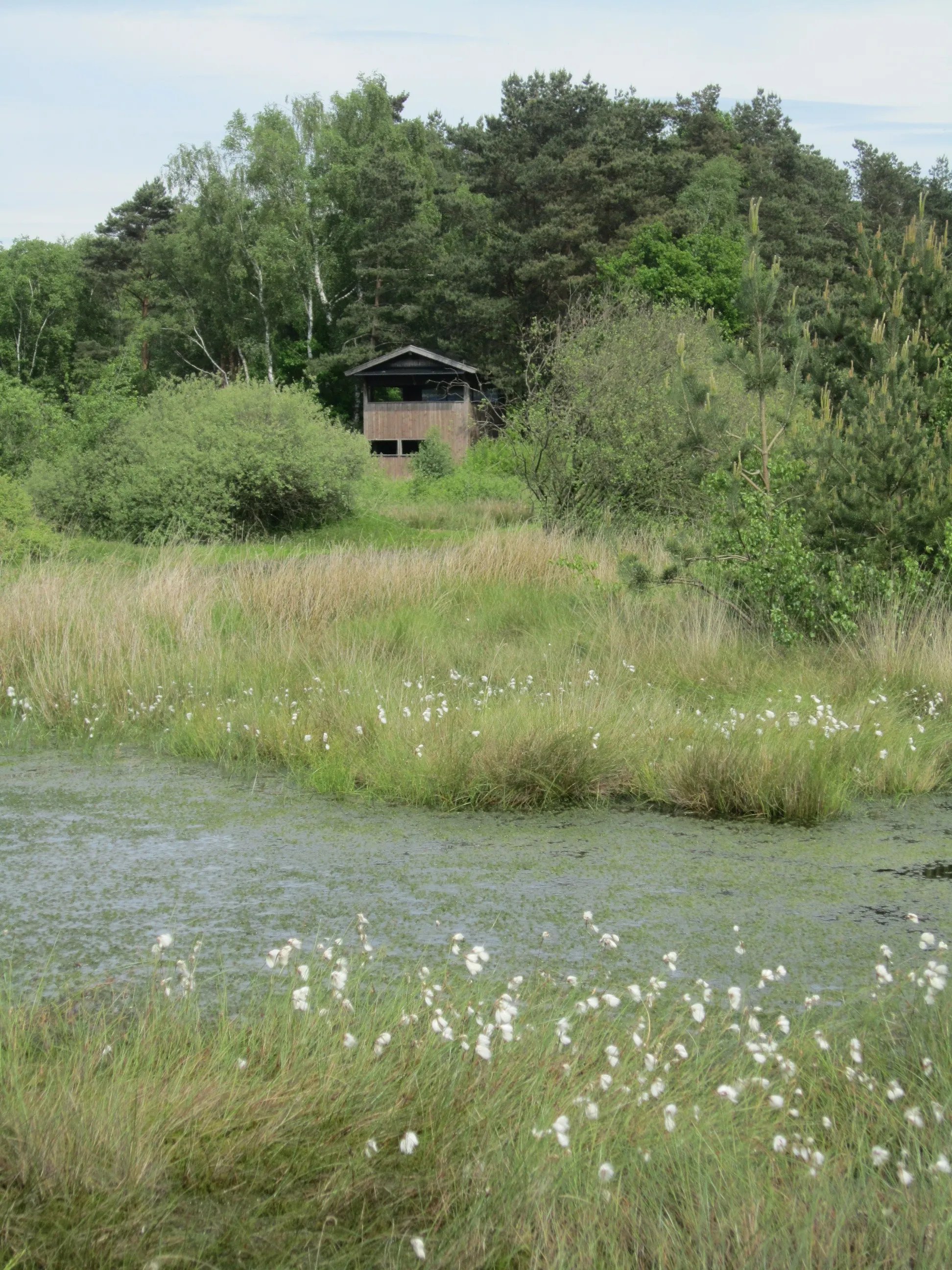 Photo showing: Bog "Neustädter Moor" near Ströhen (Wagenfeld, Landkreis Diepholz, Lower Saxony); the "Small Observation Tower" in the background