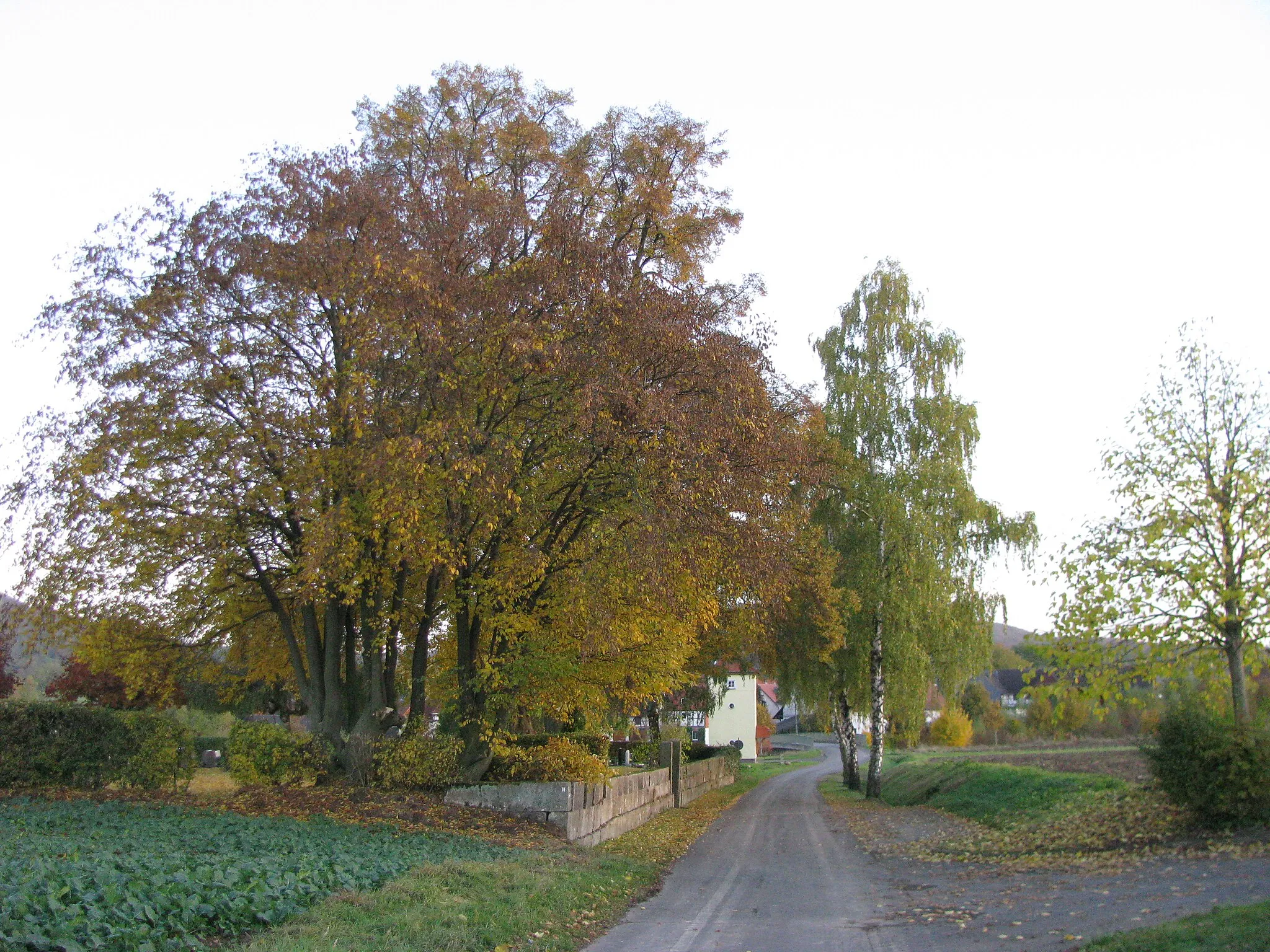 Photo showing: die zwei Linden auf dem Friedhof von Oelshausen markieren den Zugang zum Friedhof