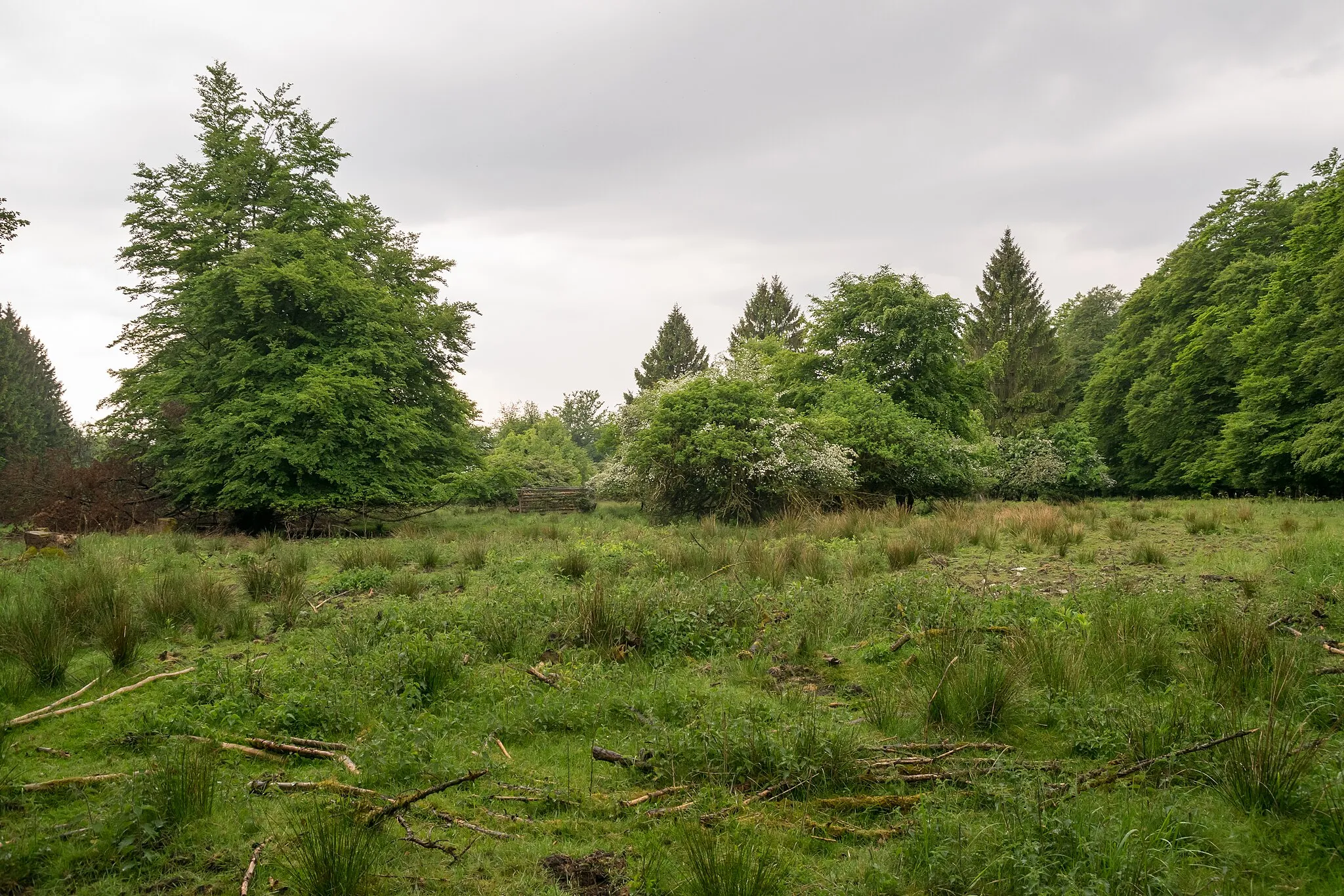 Photo showing: Das Winnfeld ist eine ehemals landwirtschaftliche genutzte Fläche im NSG Östlicher Teutoburger Wald in Detmold, Kreis Lippe