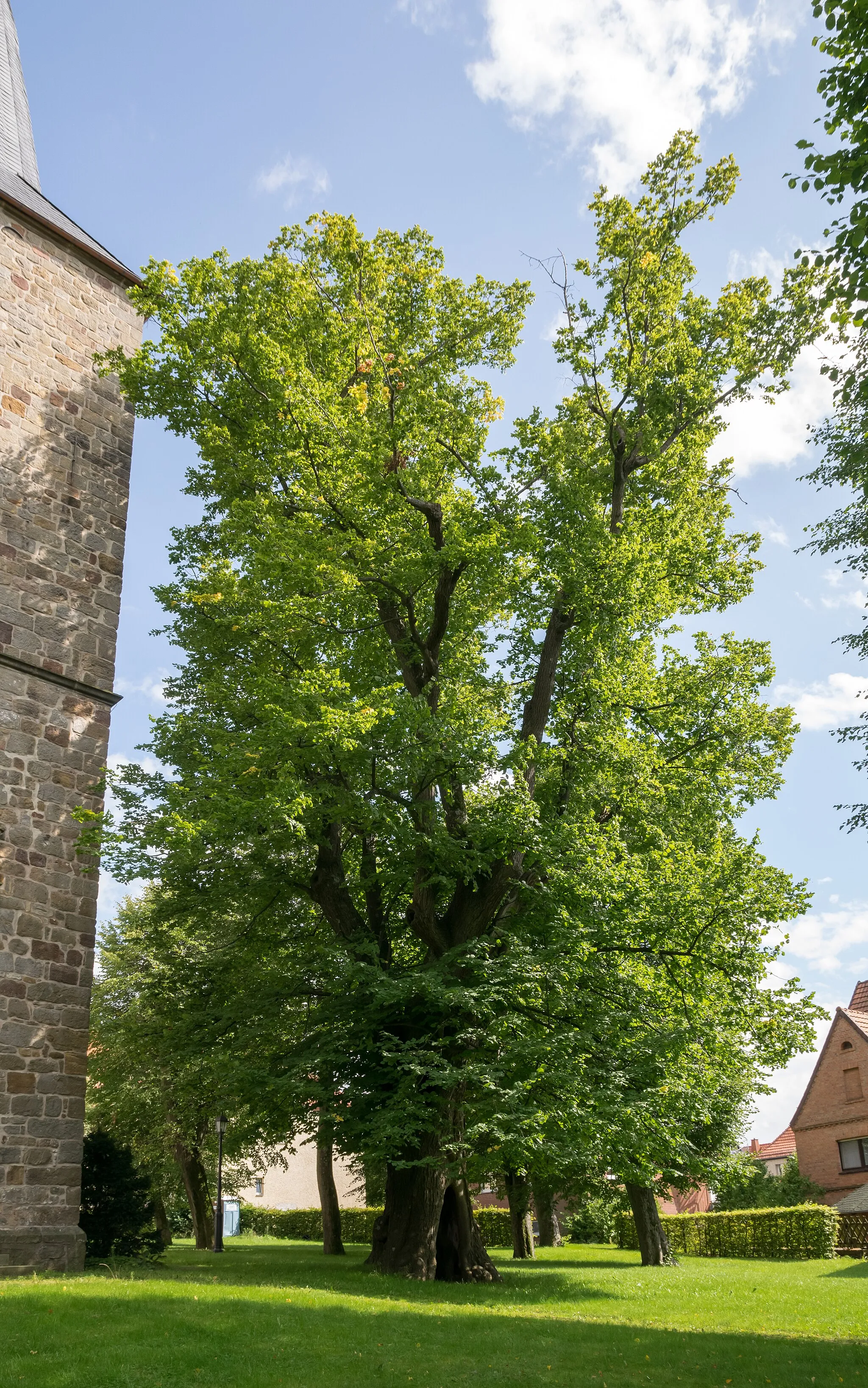 Photo showing: Naturdenkmal "Linde an der Kirche", Lichtenau-Kleinenberg