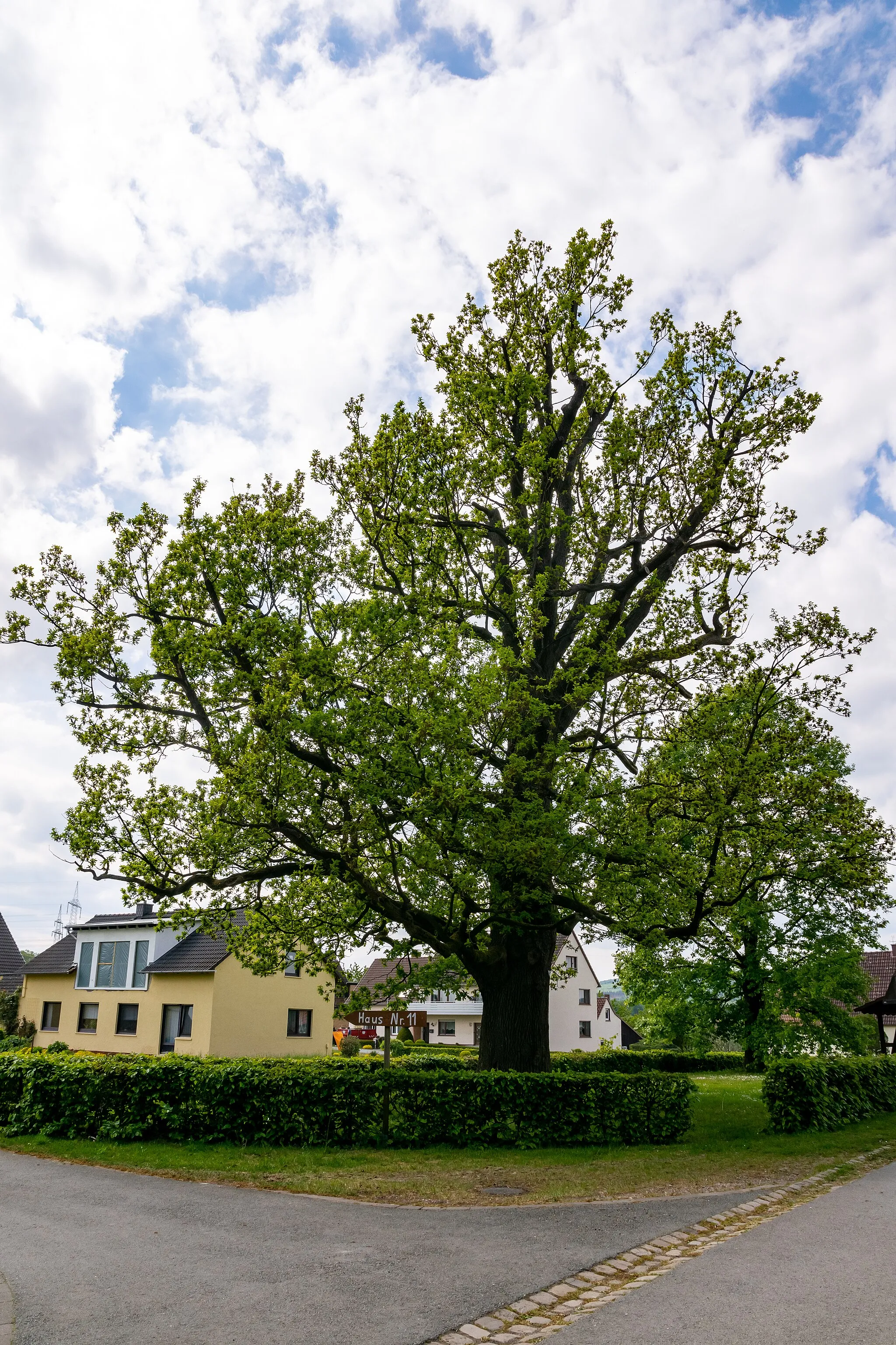 Photo showing: Naturdenkmal 1 Eiche in der Grünanlage vor der ehemaligen Revierförsterei in Biesterfeld, Lügde-Rischenau, Kreis Lippe