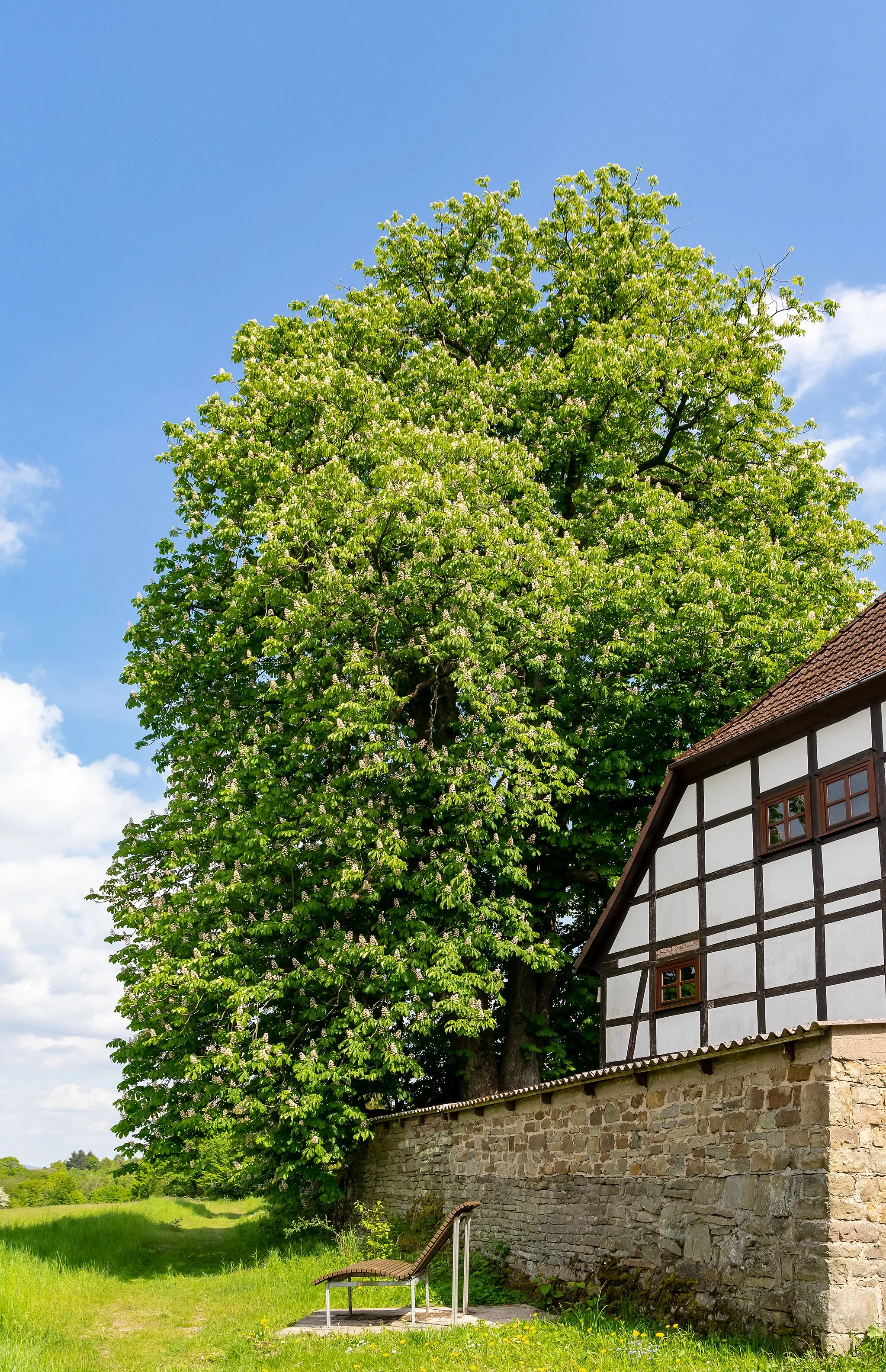 Photo showing: Naturdenkmal 1 Kastanie im Garten des ehemaligen Forsthauses Biesterfeld, Lügde-Rischenau, Kreis Lippe