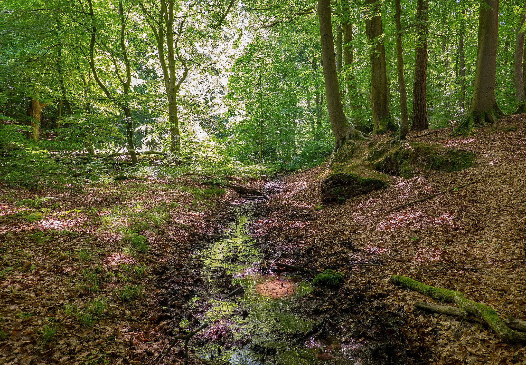 Photo showing: Oberlauf der Asen im Landschaftsschutzgebiet Asental in Bad Salzuflen, Kreis Lippe, Nordrhein-Westfalen.