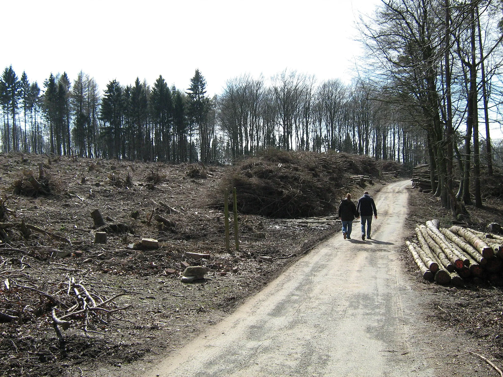Photo showing: Wald u. Diederichsburg bei Melle im Frühjahr 2008.