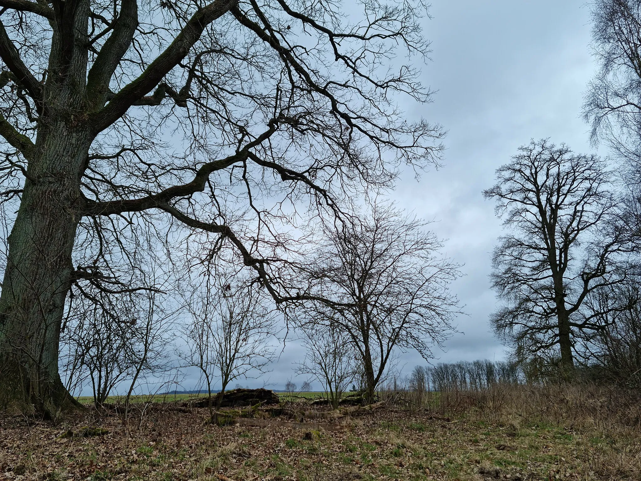 Photo showing: Waldrand des Reinhardswaldes südwestlich von Beberbeck