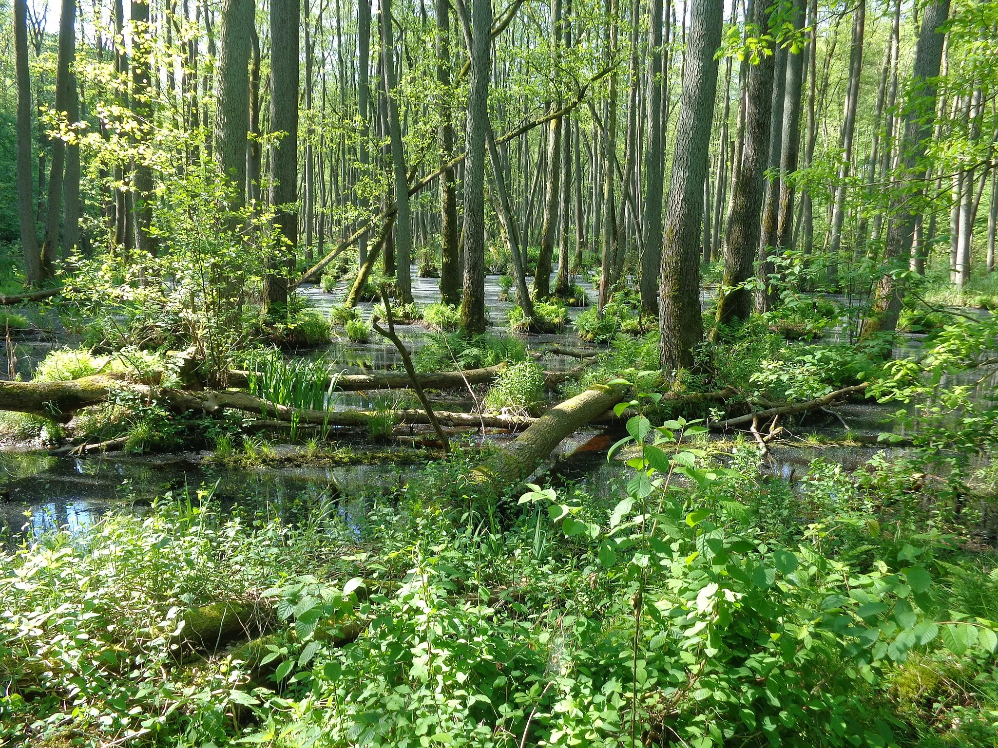 Photo showing: Bruchwald im Plauer Stadtwald