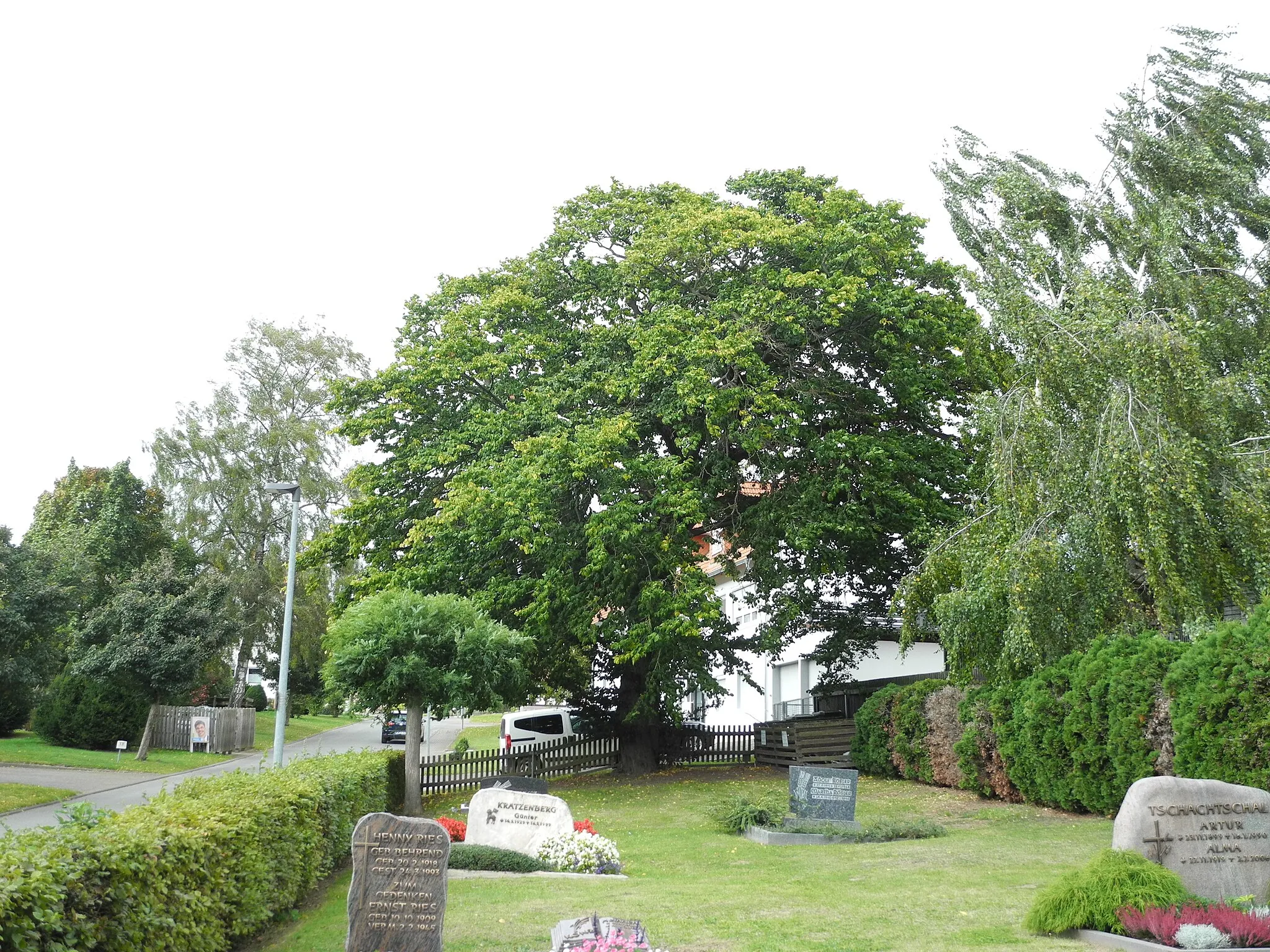Photo showing: Naturdenkmal im Landkreis Kassel 6.33.368. Hainbuche (Carpinus betulus) auf dem Friedhof von Friedrichsdorf bei Hofgeismar, Hessen, Deutschland.