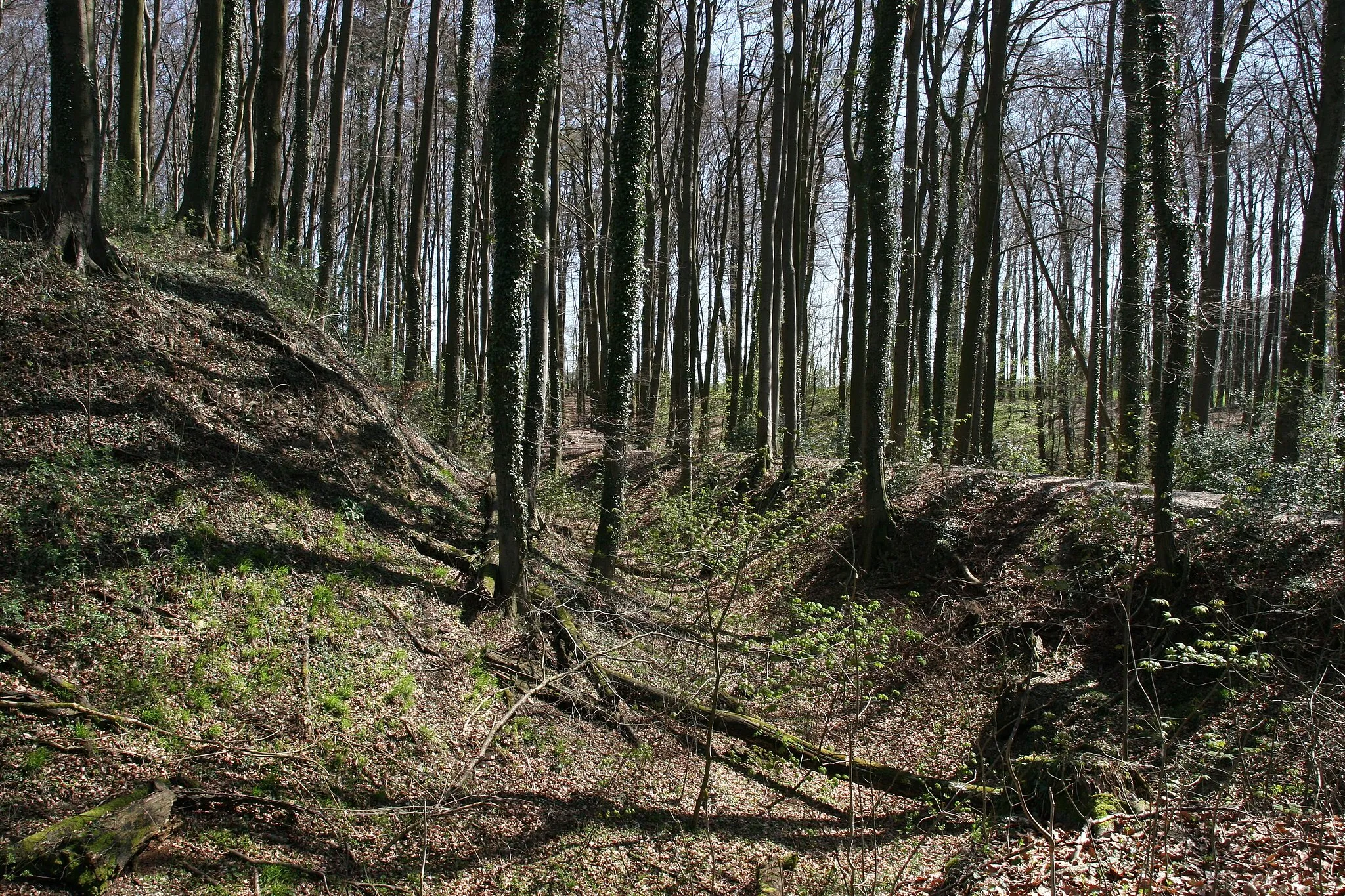Photo showing: Holte: ramparts of the Holter Burg