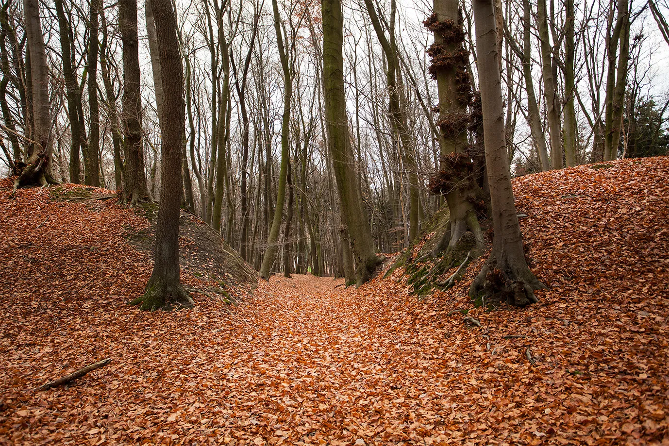 Photo showing: Babilonie, Weg durch den Wall der Vorburg im Norden (Blick vom inneren der Wallburg nach Norden)