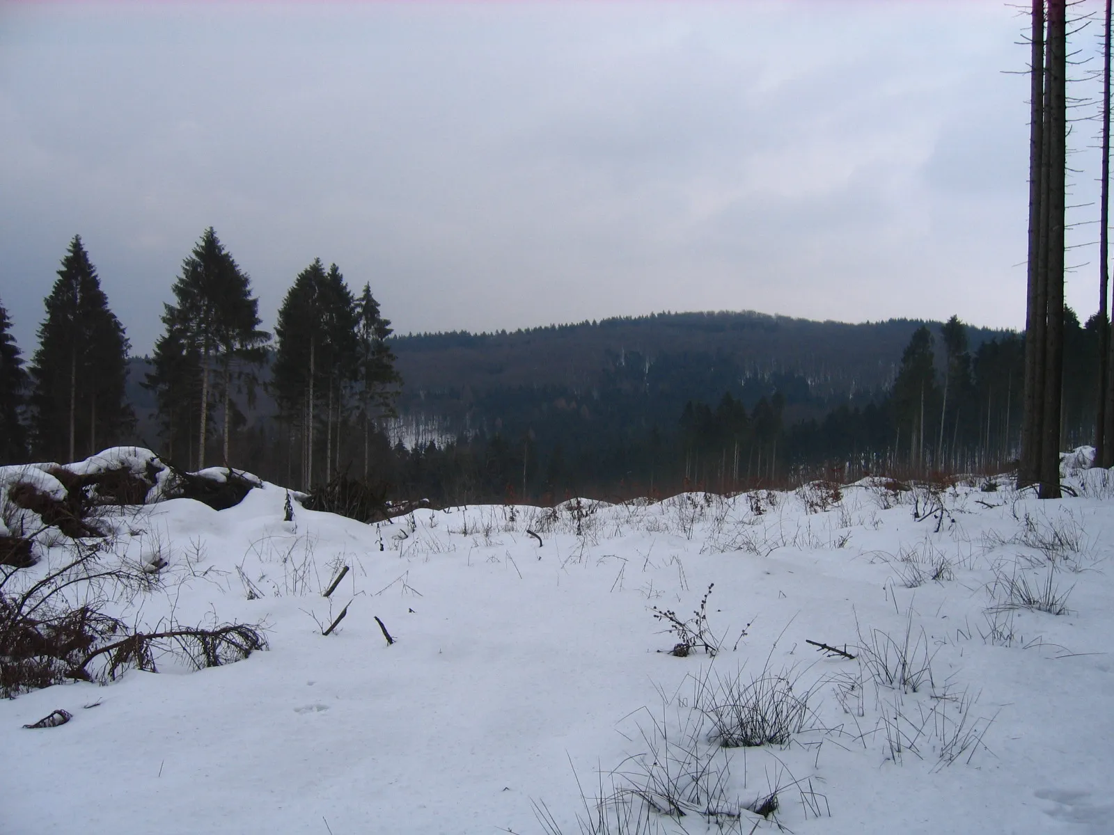 Photo showing: At Wittekind hiking trail at Wiehen Hills between Rödinghausen (District of  Herford) and Lübbecke (District of Minden-Lübbecke), North Rhine-Westphalia, Germany.