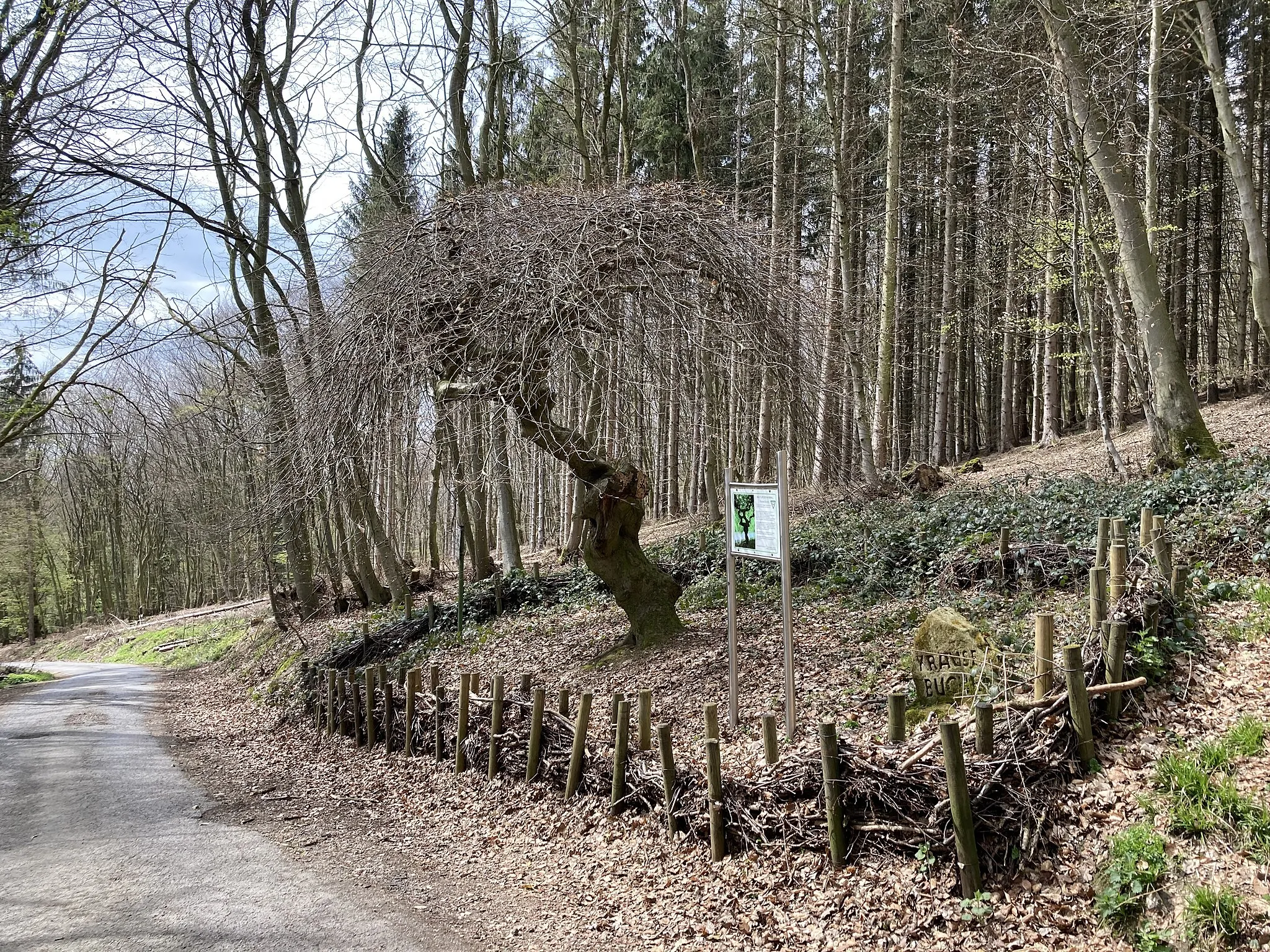 Photo showing: Naturdenkmal Krause Buche in Bad Oeynhausen