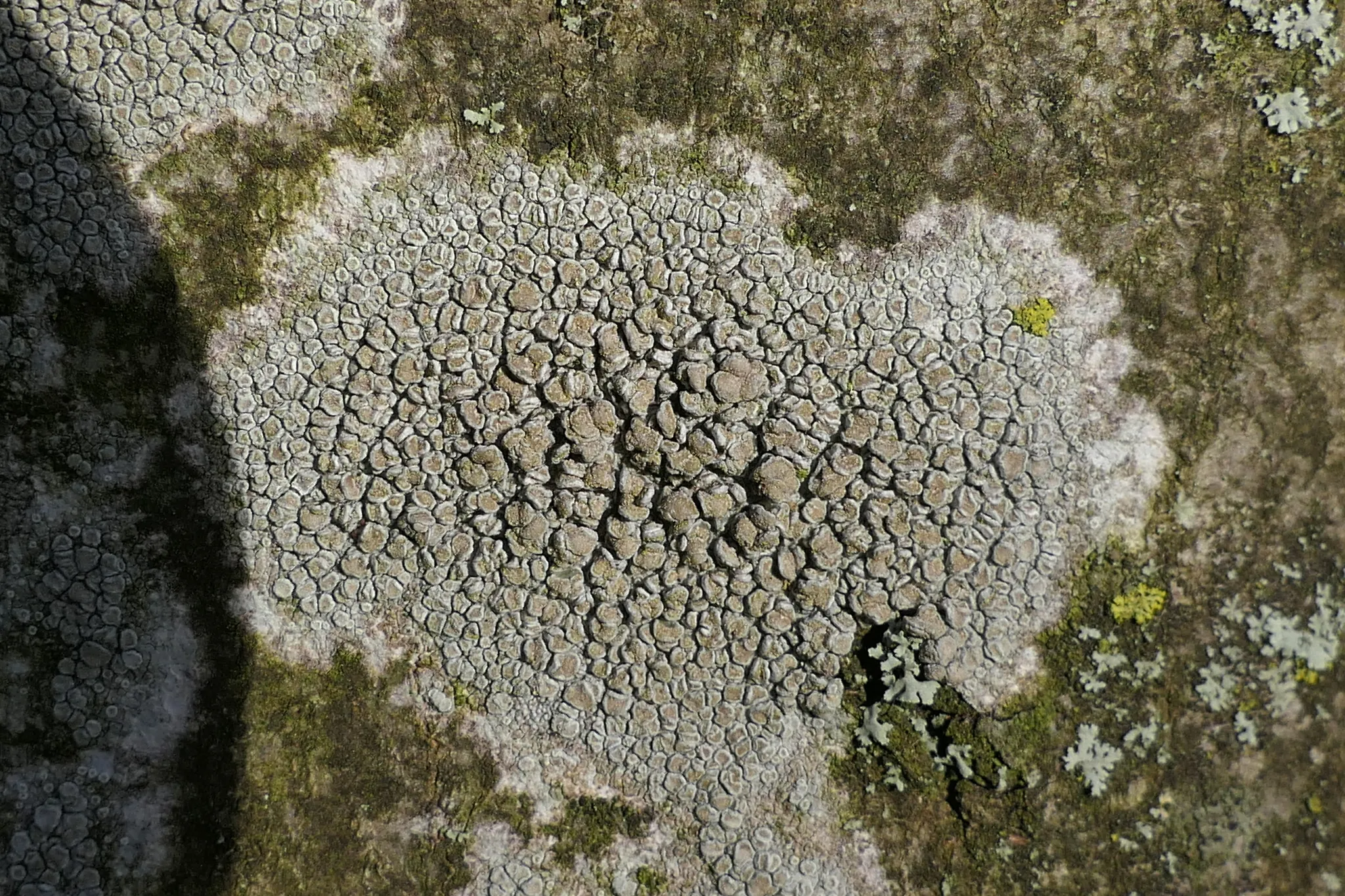 Photo showing: Rim lichen (Lecanora carpinea)