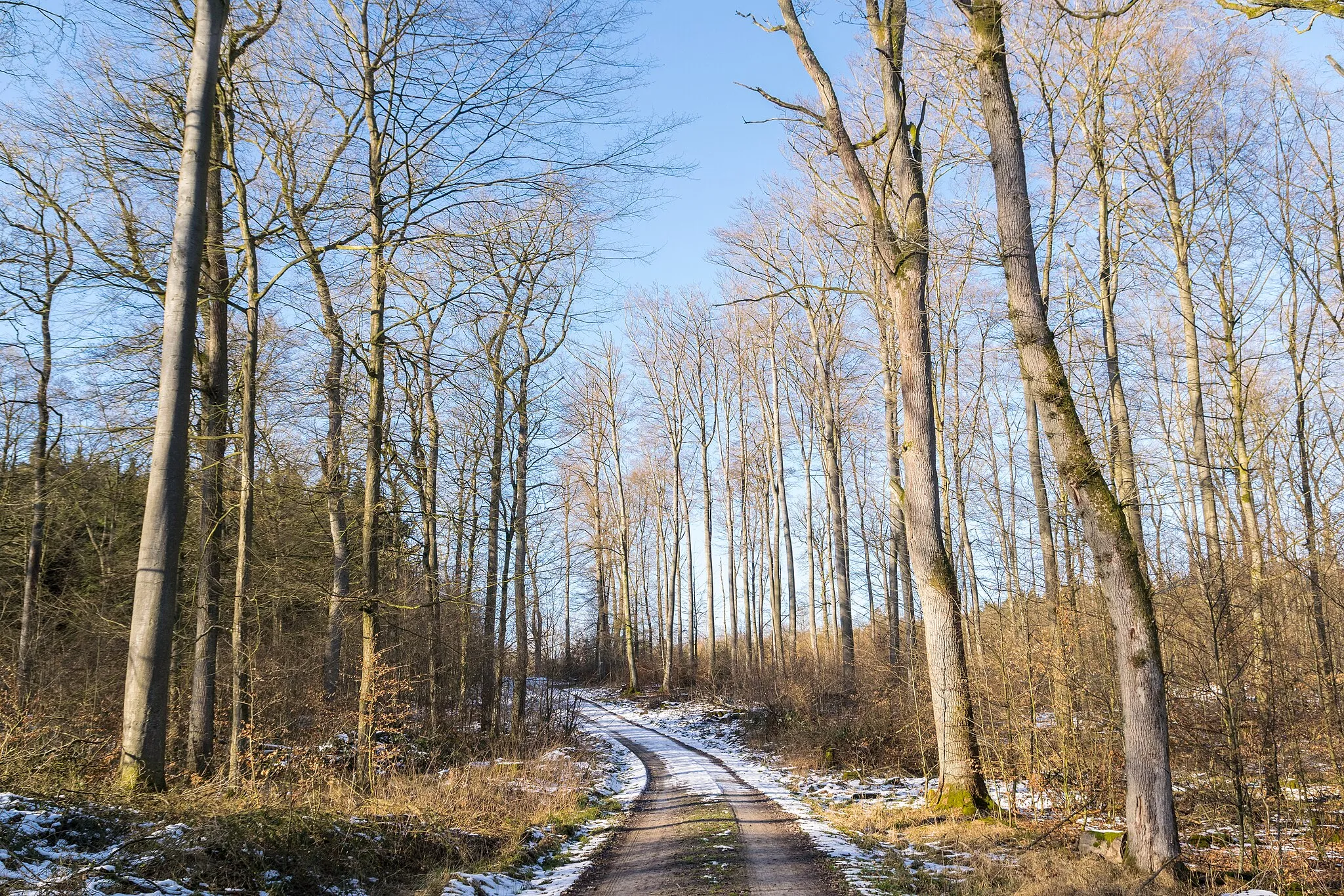 Photo showing: Naturschutzgebiet Beller Holz