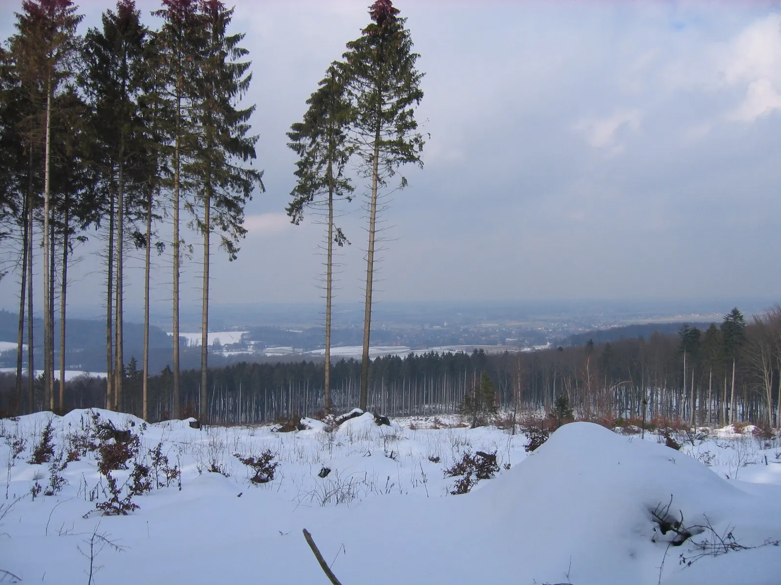 Photo showing: At Wittekind hiking trail at Wiehen Hills between Rödinghausen (District of  Herford) and Lübbecke (District of Minden-Lübbecke), North Rhine-Westphalia, Germany.