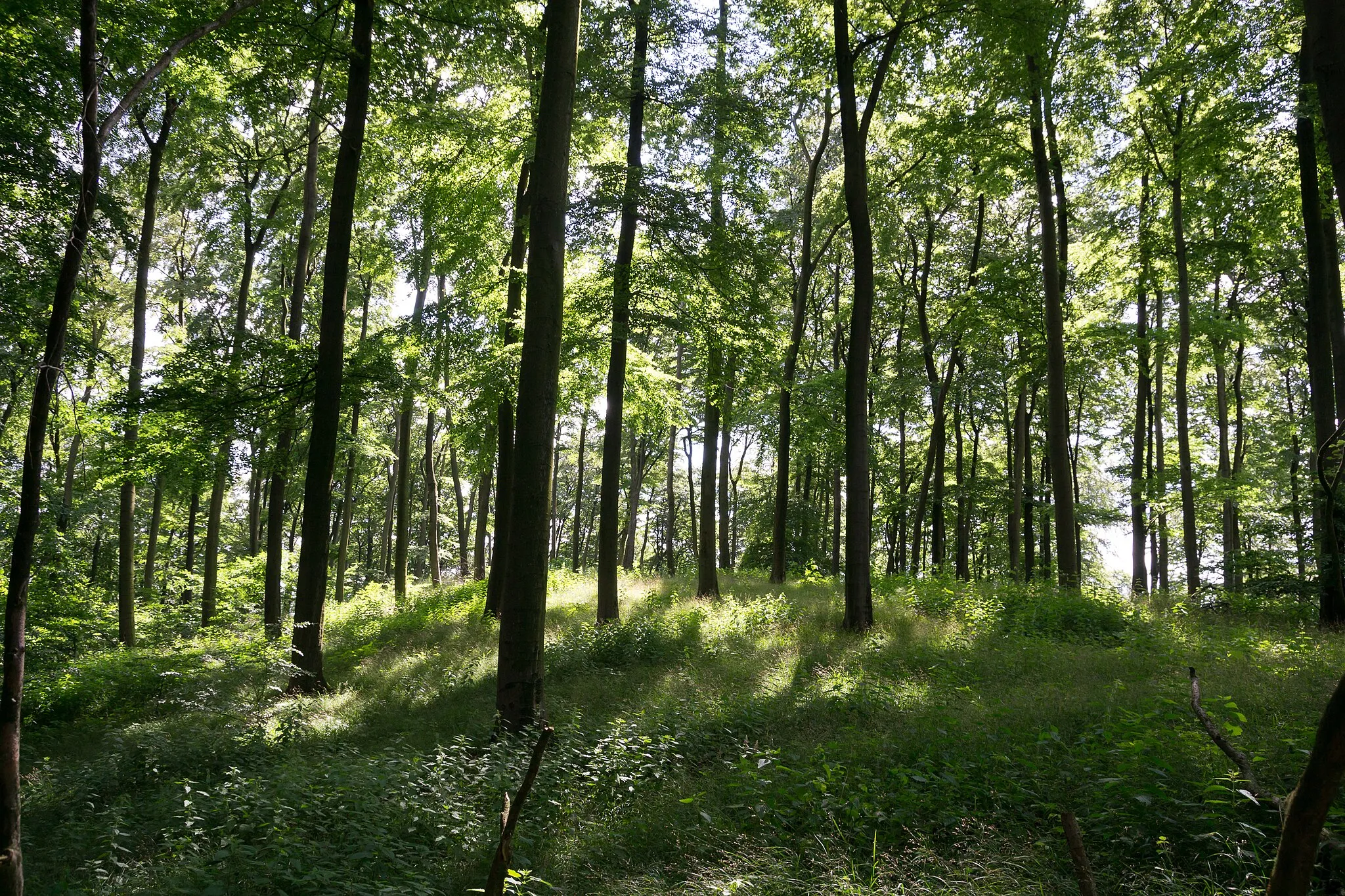 Photo showing: Hörster Berg im Naturschutzgebiet "Östlicher Teutoburger Wald"