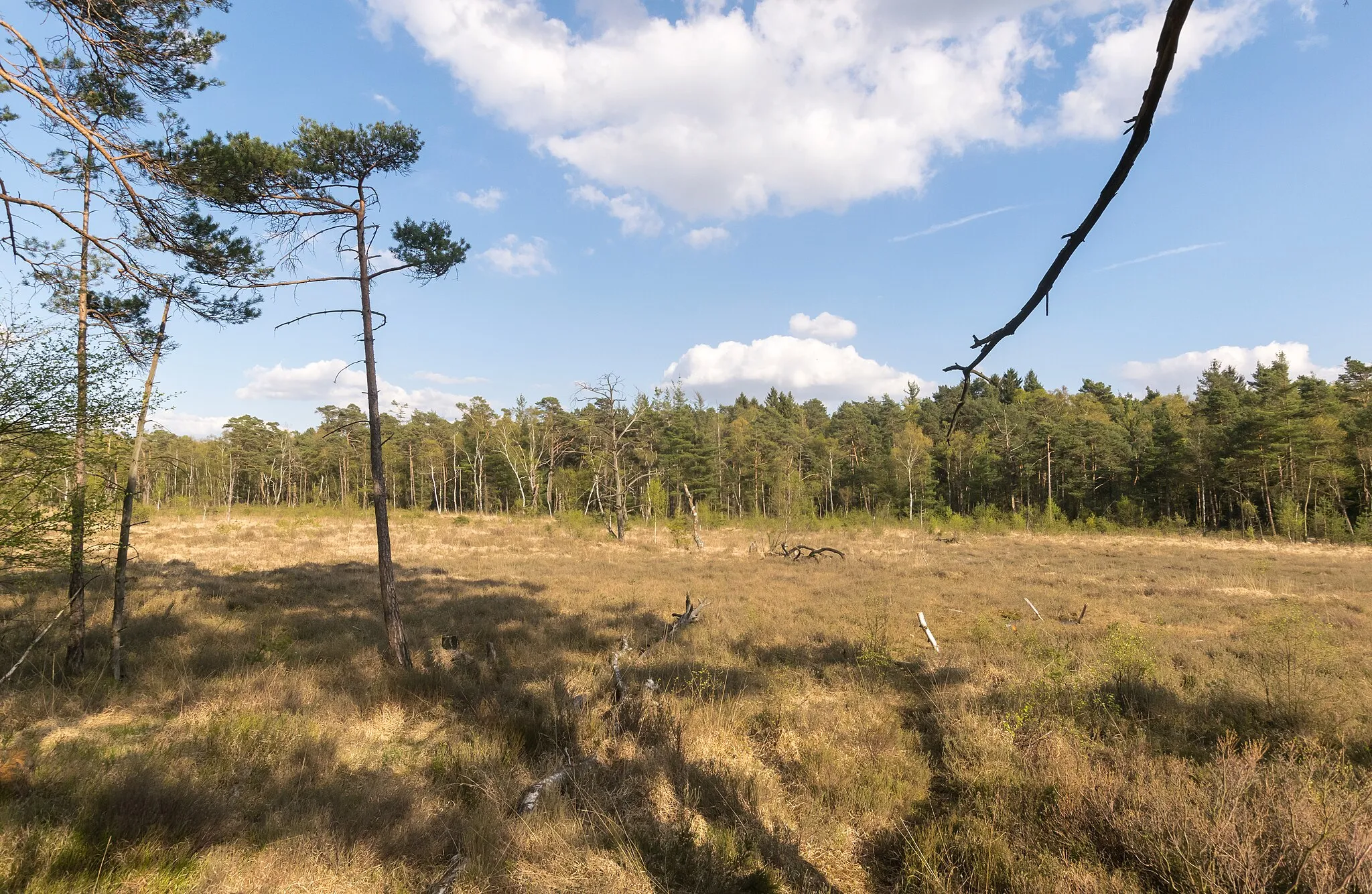 Photo showing: Hochmoor Hiddeser Bent im NSG Donoperteich-Hiddeser Bent, Detmold, Kreis Lippe