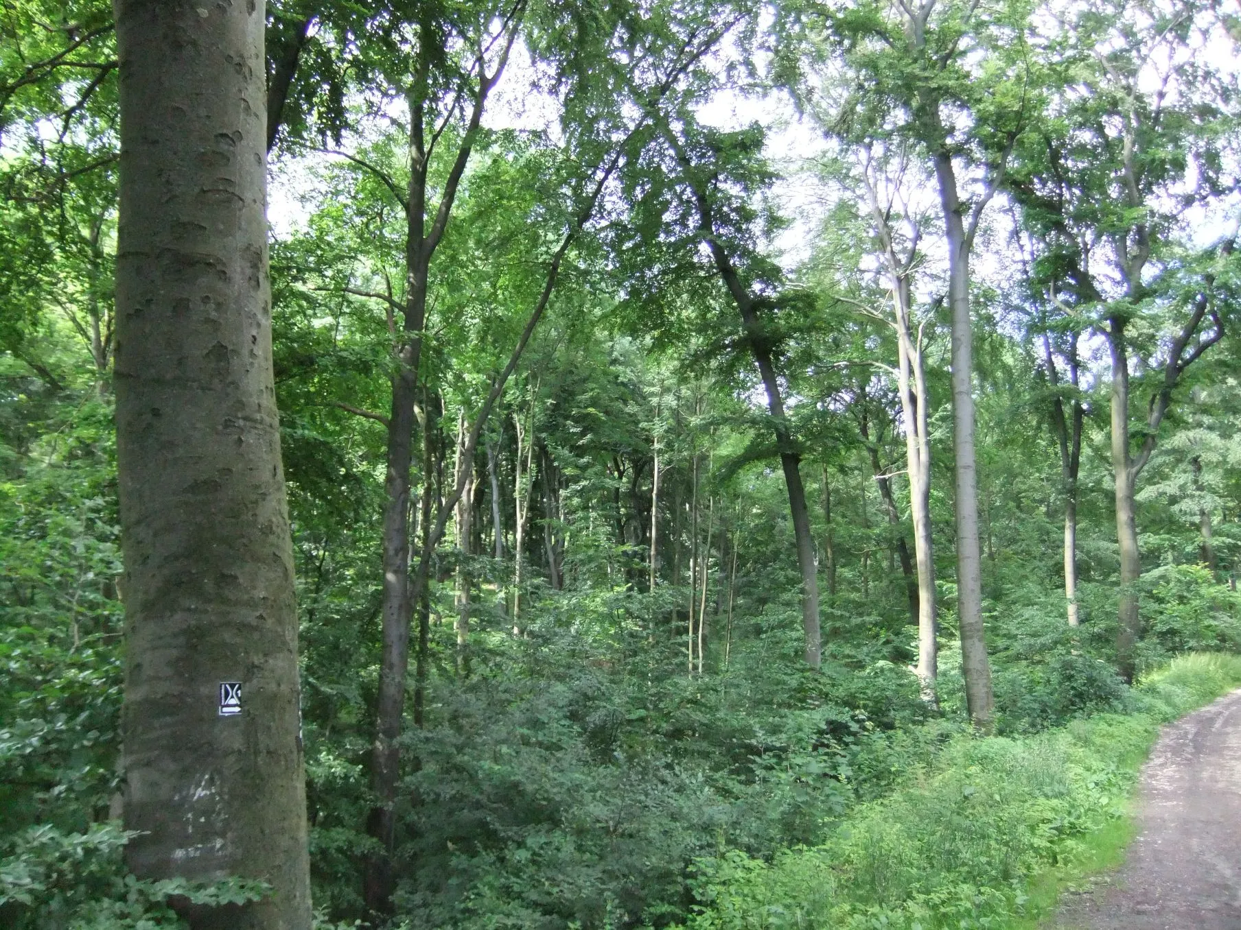 Photo showing: Weg im Bielefelder Stadtwald.