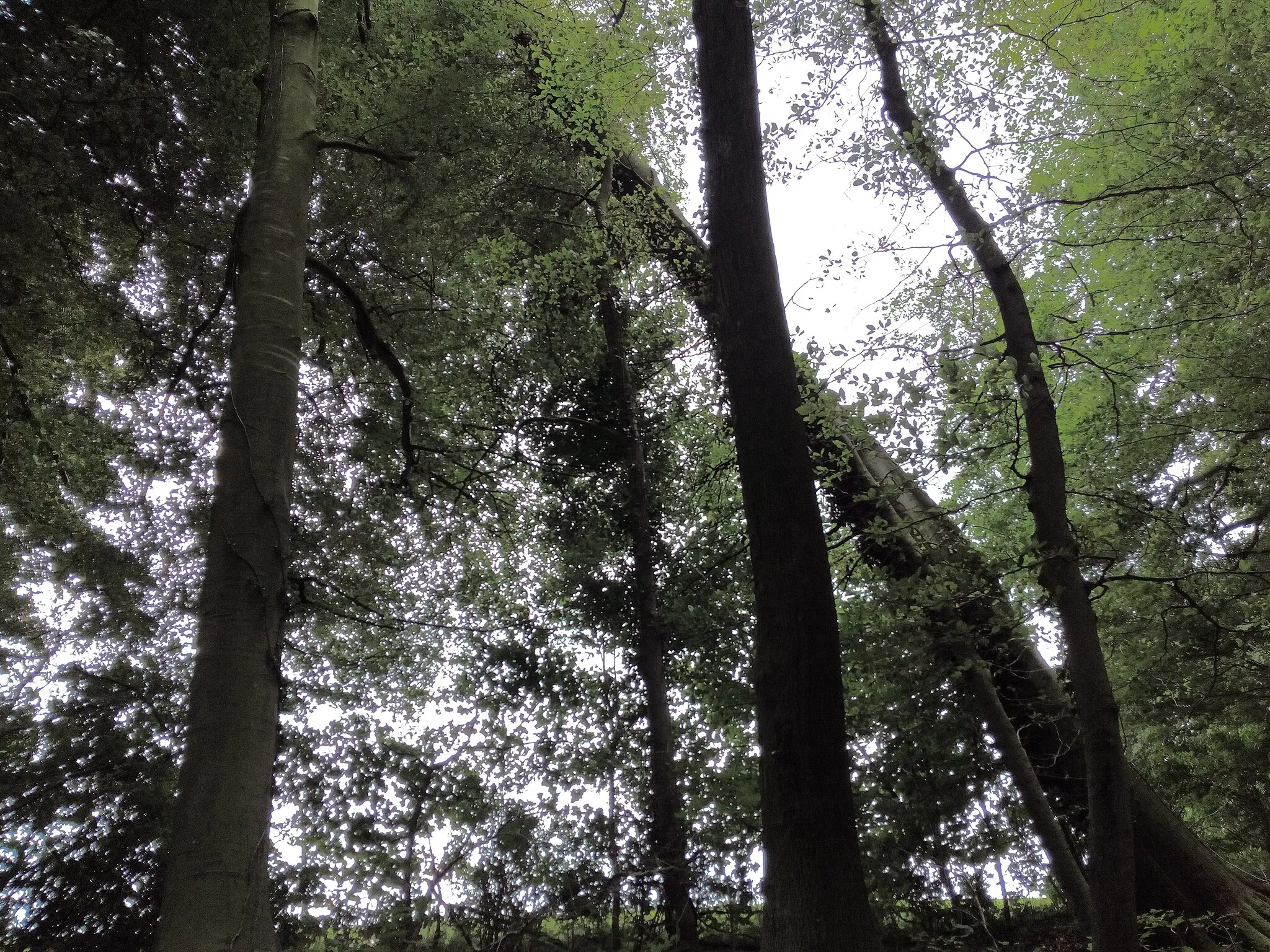 Photo showing: Ein wunderschönes Gebiet im Wald mit Bächen und einer großen Holzbrücke. Es ist fast wie im Dschungel.