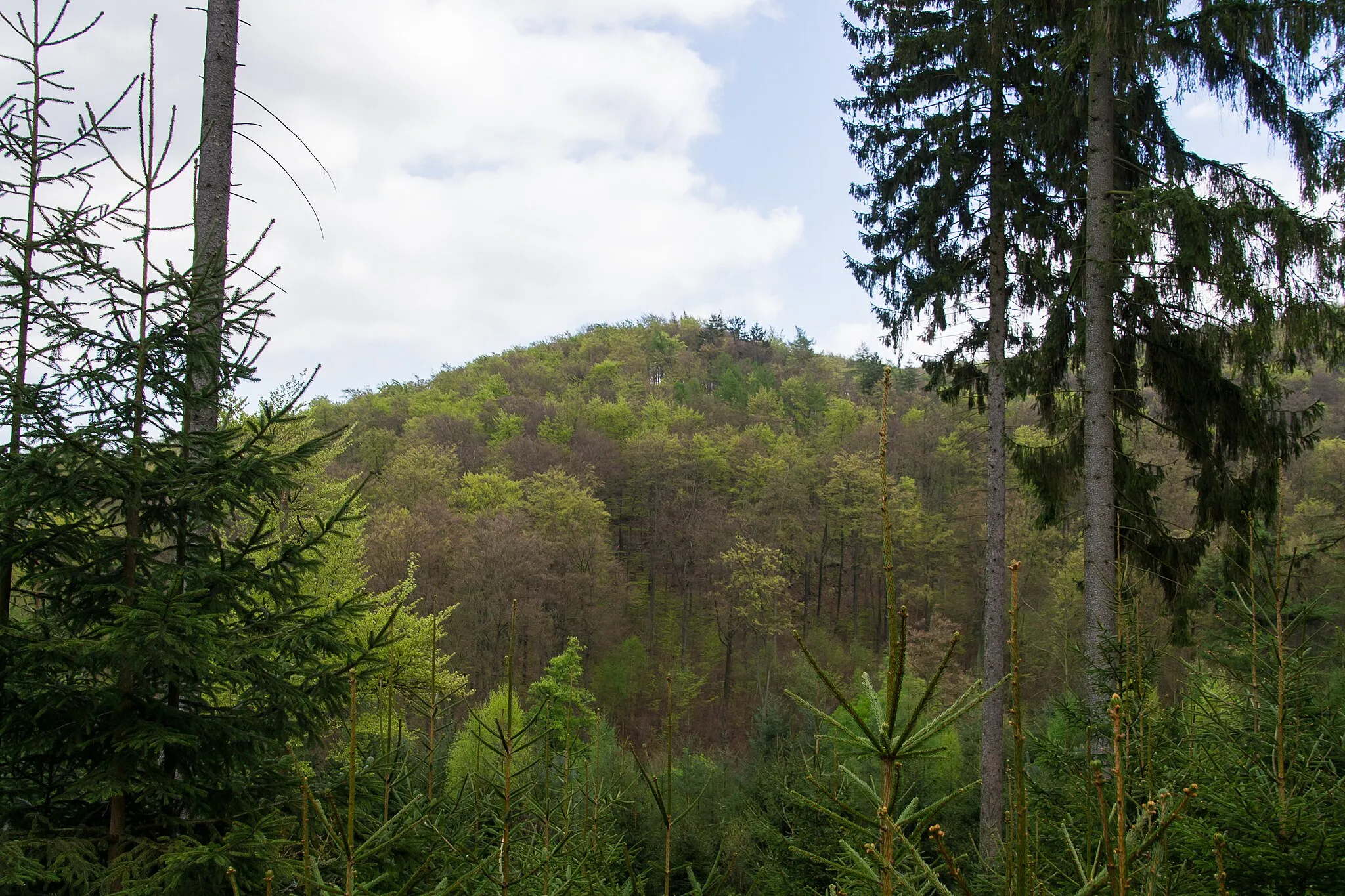 Photo showing: Detmold-Hiddesen, Oberer Ochsentalweg zwischen Scharfnacken, Kanzel und Bielstein im Naturschutzgebiet "Östlicher Teutoburger Wald"; Blick auf eine Nachbarkuppe des Bielsteins