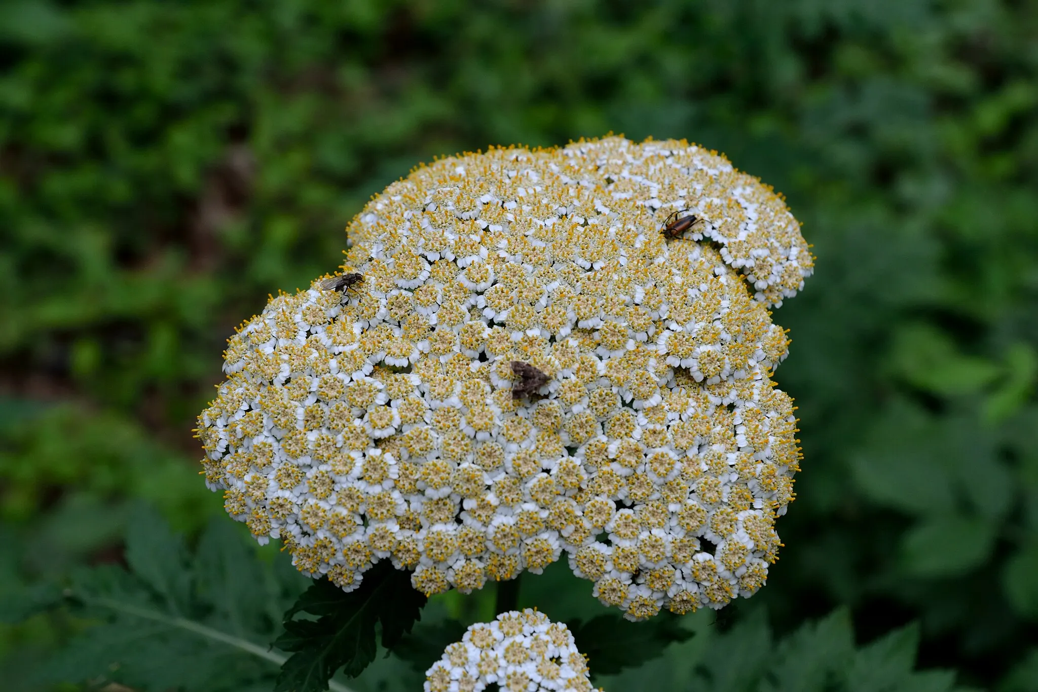 Photo showing: Detmold, Naturschutzgebiet LIP-066 "Östlicher Teutoburger Wald", Großblättrige Wucherblume (Tanacetum macrophyllum) mit Fliege, Bockkäfer und Spreizflügelfalter