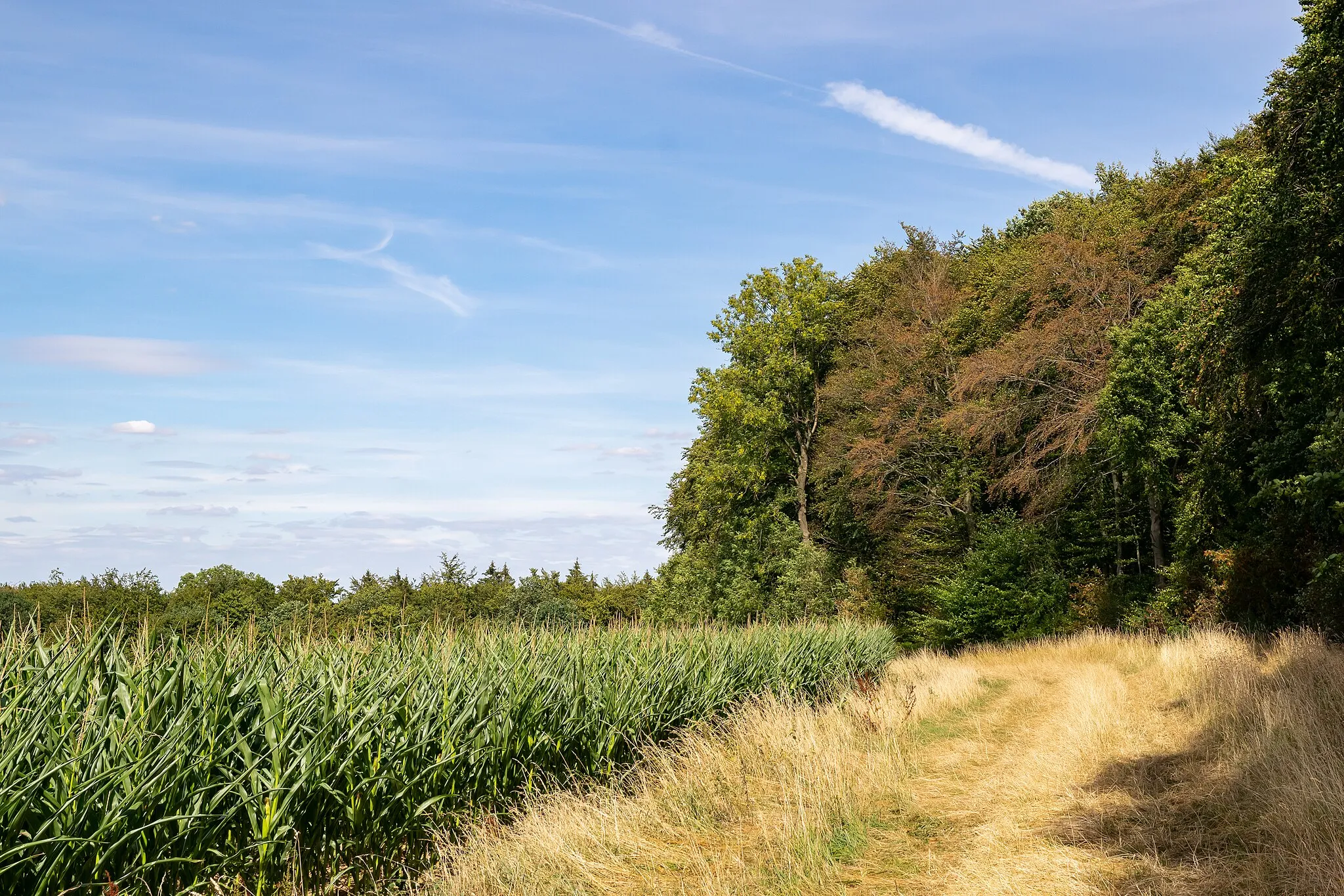 Photo showing: Landschaft bei Kalletal-Heidelbeck