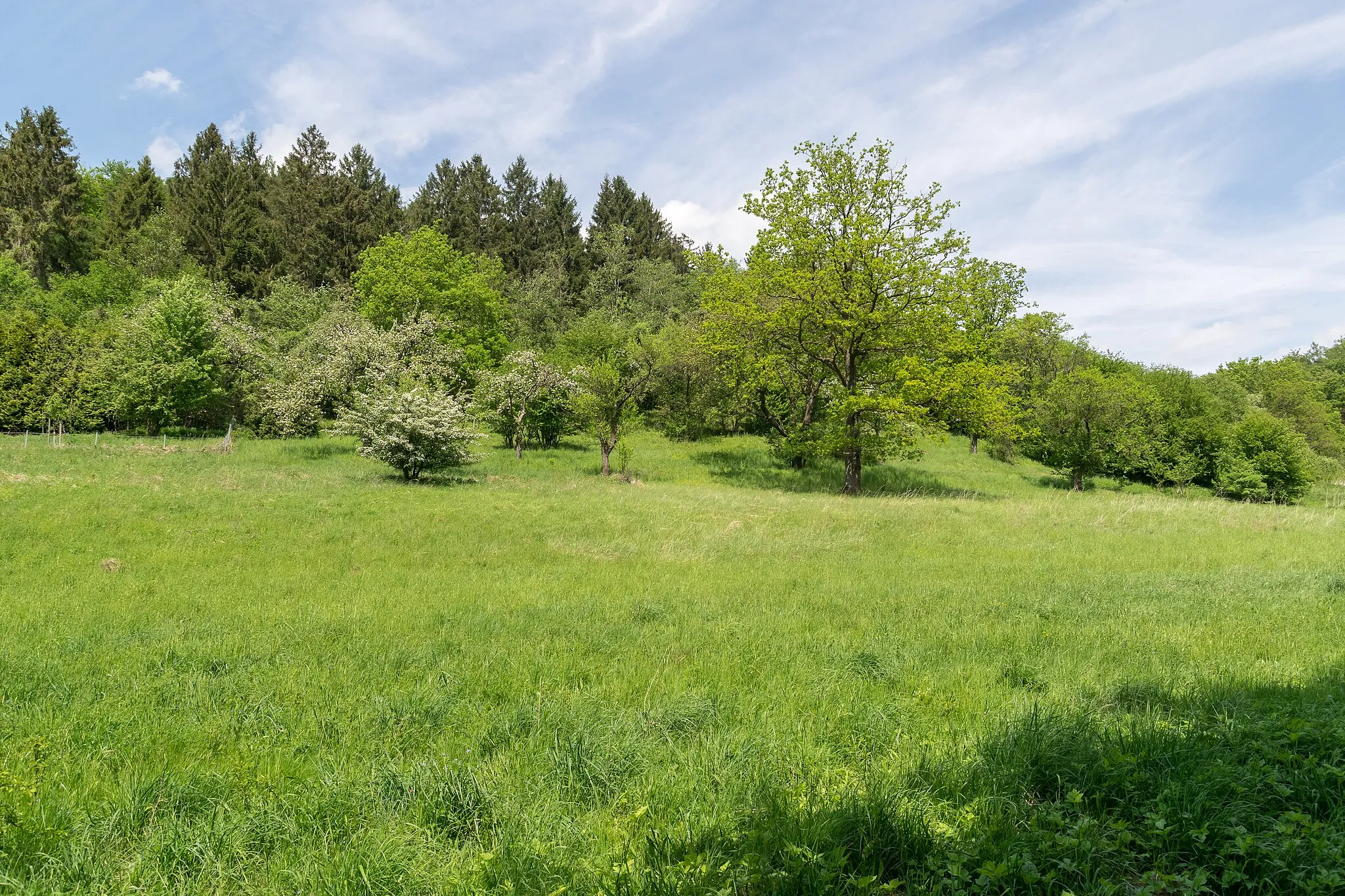 Photo showing: Naturschutzgebiet Schildberg, Lügde, Kreis Lippe