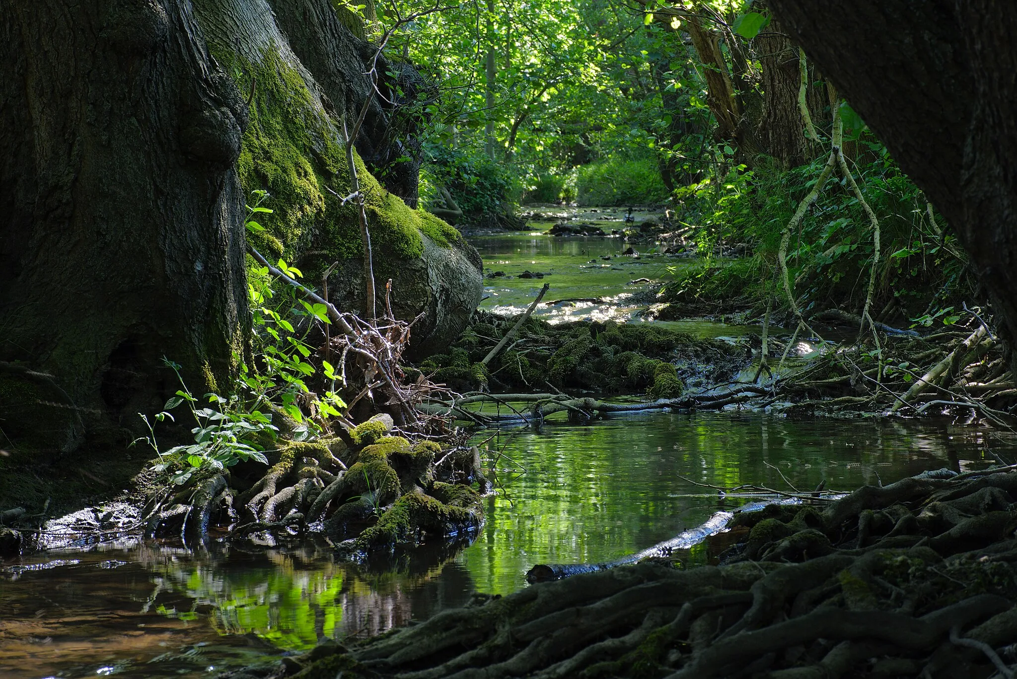 Photo showing: Naturschutzgebiet BI-041 Mittleres Johannisbachtal.
Ein weiter Blick über den Johannisbach im mittleren Johannisbachtal, wie der bach durch das dichte Unterholz fließt.