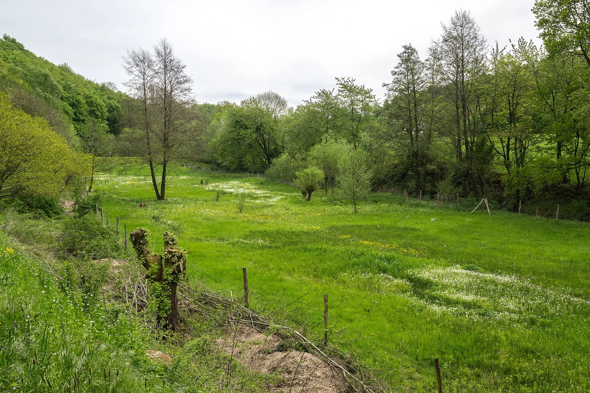 Photo showing: Naturschutzgebiet Quellbereich der Osterkalle in Kalletal-Lüdenhausen, Kreis Lippe