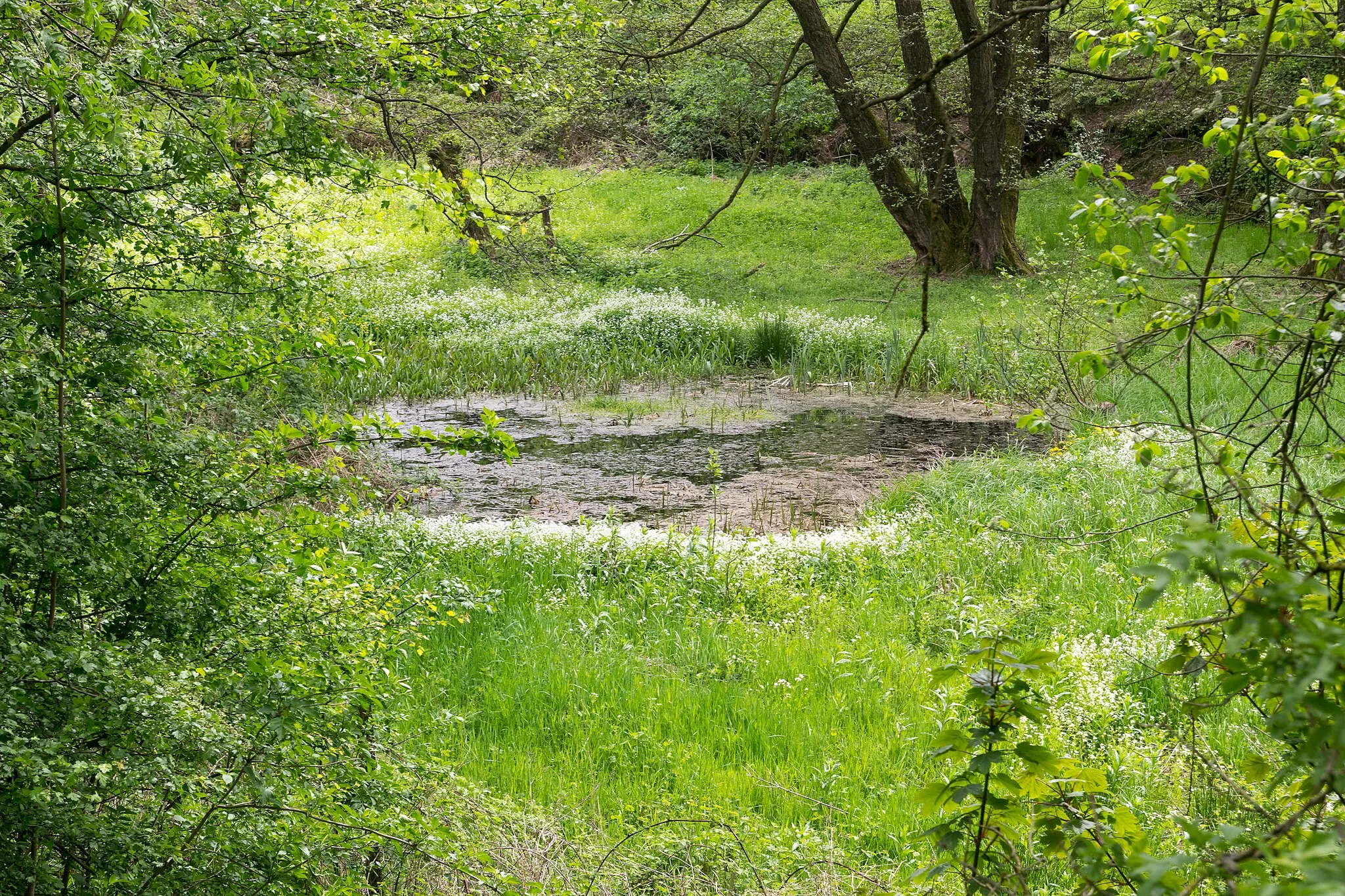 Photo showing: Naturschutzgebiet Quellbereich der Osterkalle in Kalletal-Lüdenhausen, Kreis Lippe