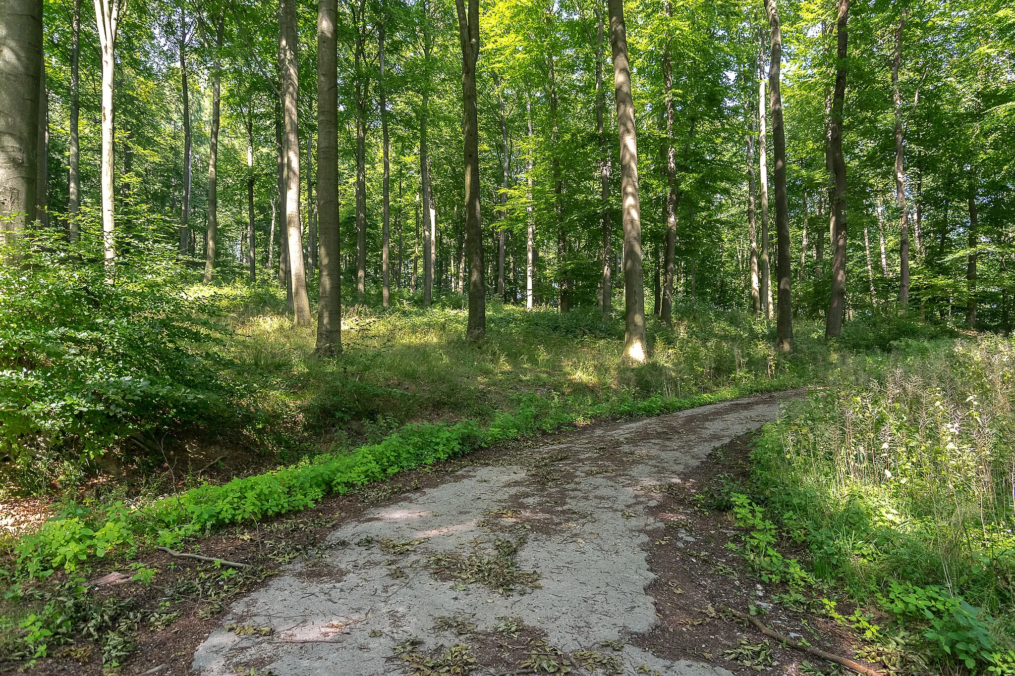 Photo showing: Naturschutzgebiet "Rafelder Berg", Kalletal, Kreis Lippe