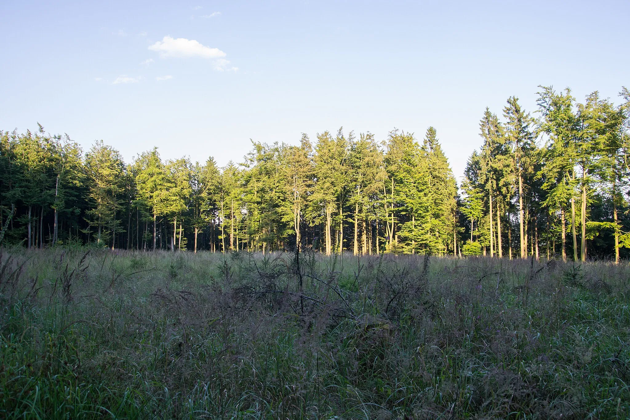 Photo showing: Lichtung auf dem Barnacken