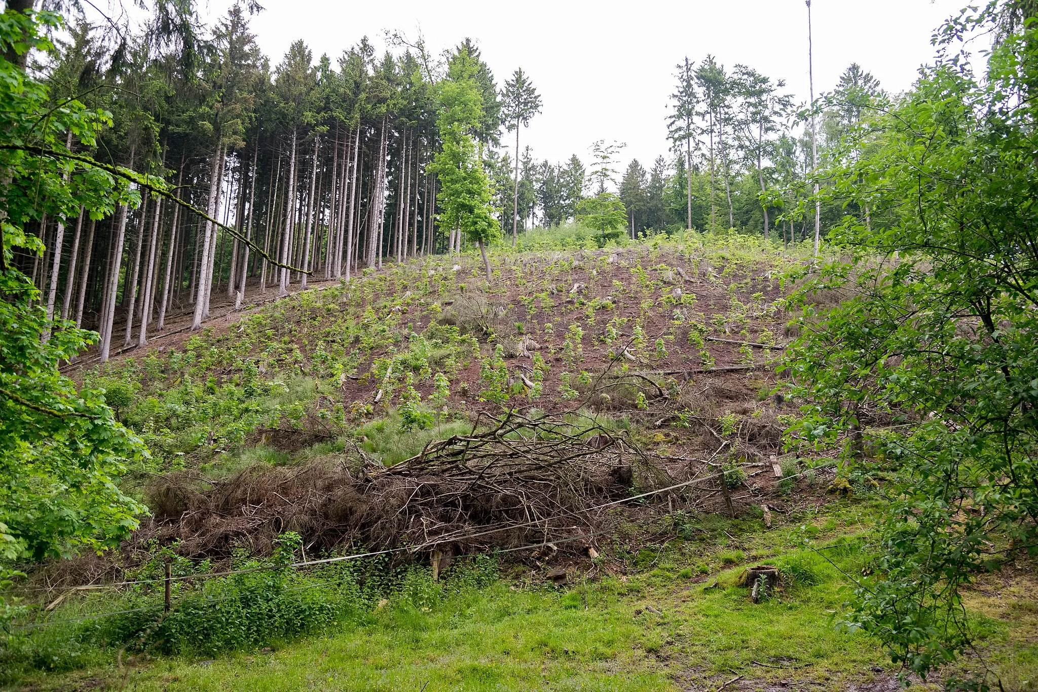 Photo showing: Naturschutzgebiet Teimer am gleichnamigen Berg, Kalletal, Kreis Lippe