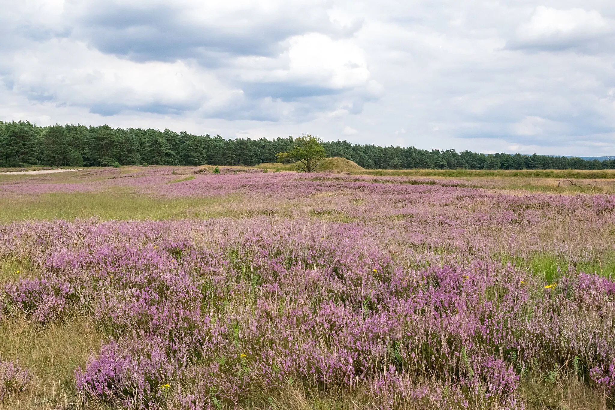 Photo showing: Heideblüte in der Senne