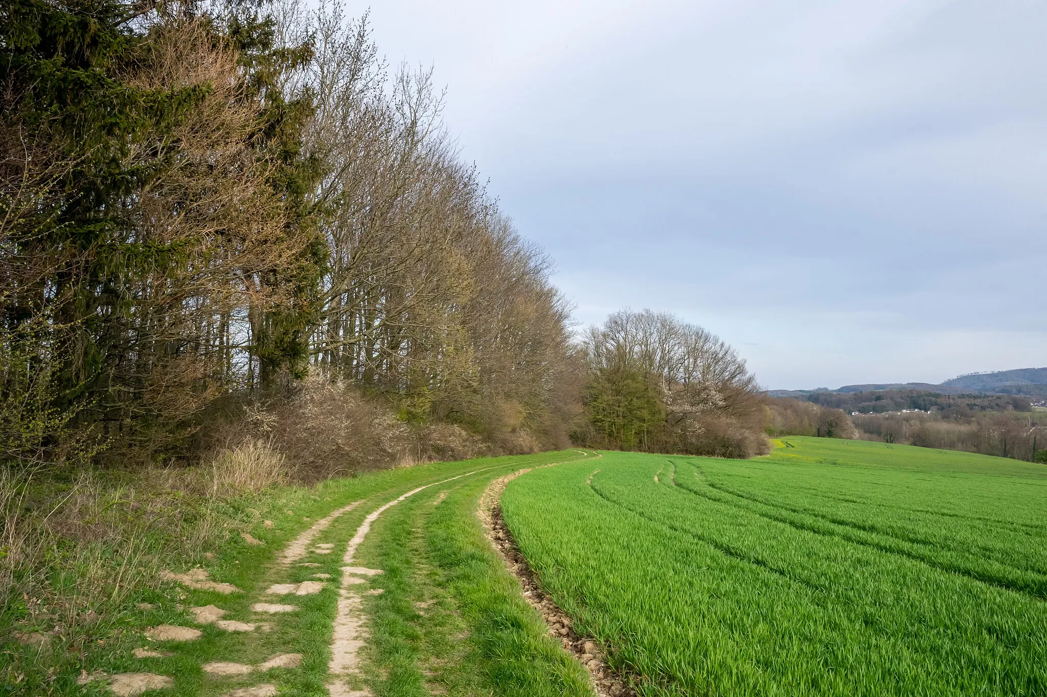 Photo showing: Landschaftsschutzgebiet Hörster Egge in Lage-Hörste