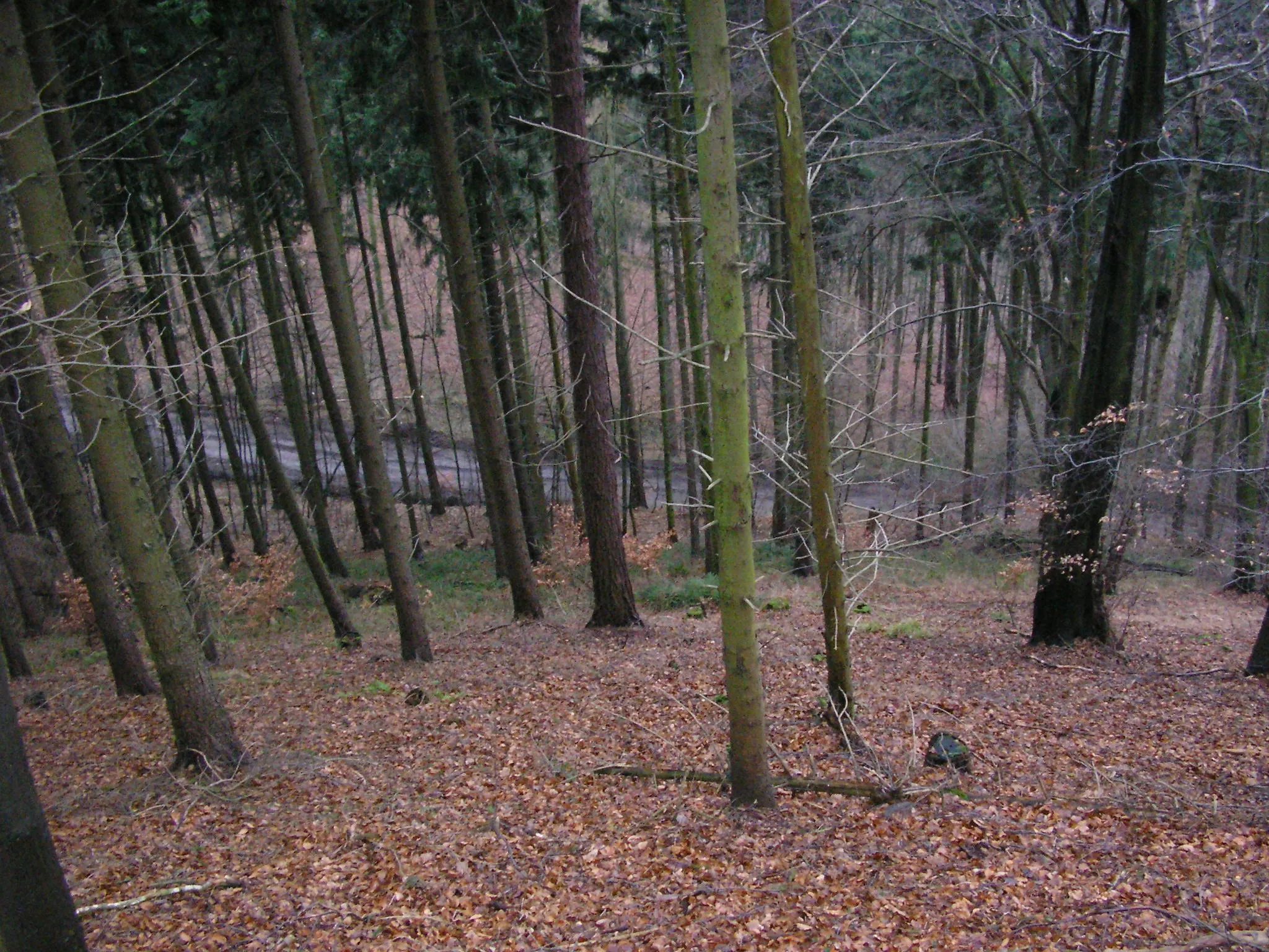 Photo showing: Blick vom Meesenkopf auf Waldweg