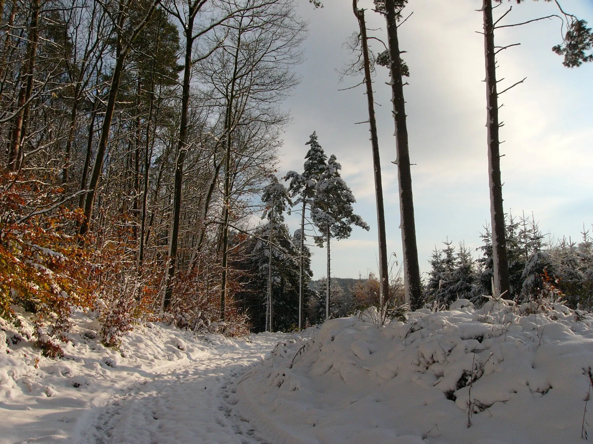 Photo showing: View of the Teutoburg Forest east of Oerlinghausen in North Rhine-Westphalia, Germany.