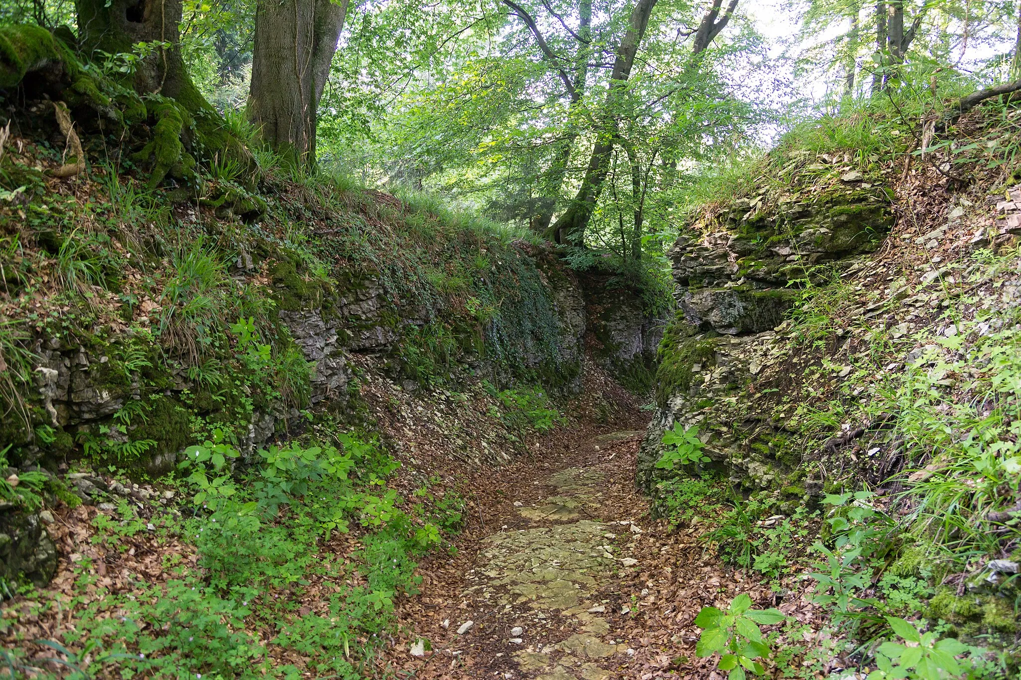 Photo showing: Historischer Hohlweg "Große Egge" bei Horn-Bad Meinberg