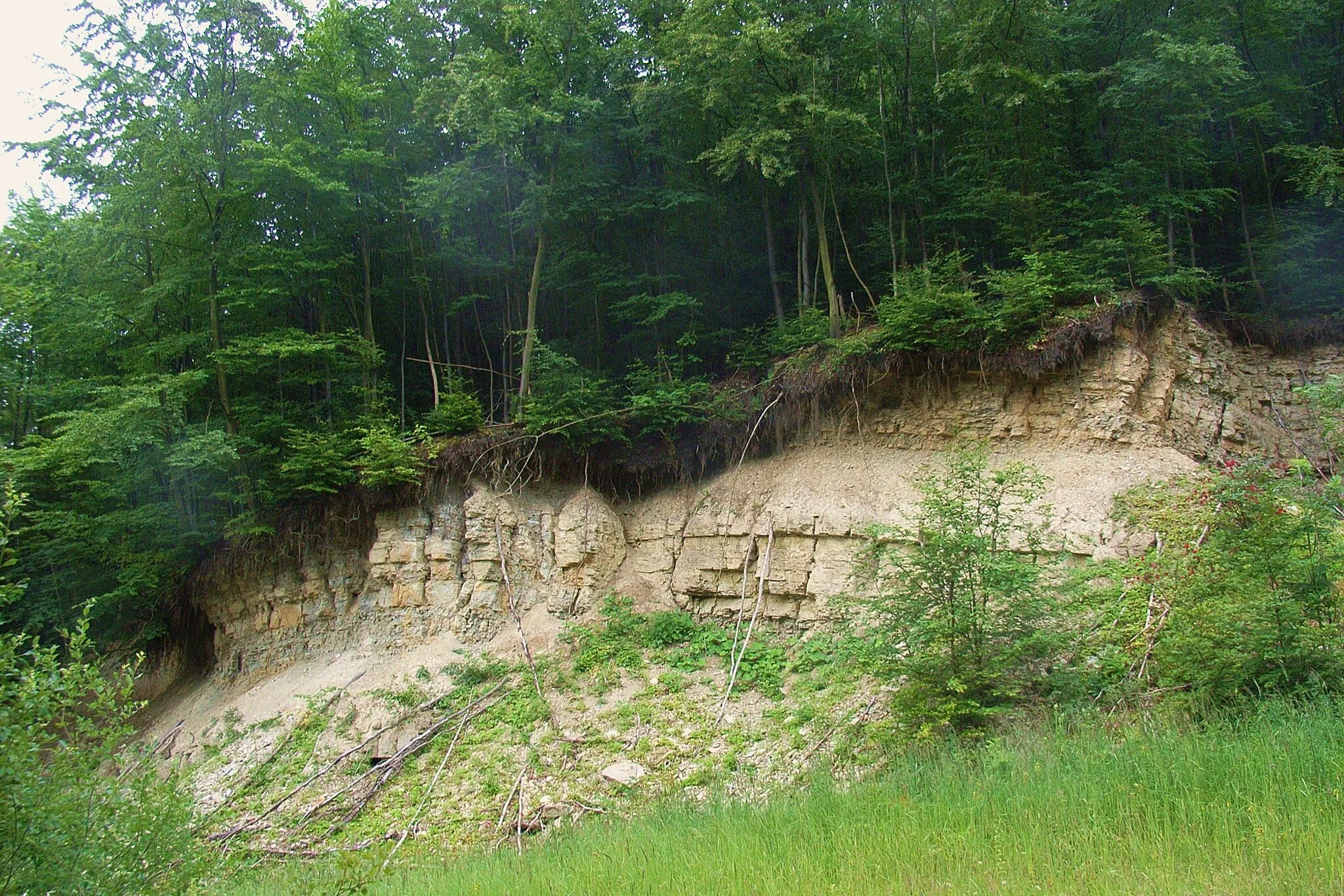 Photo showing: Das Bild zeigt einen Gesteinsaufschluss am rechten Hang des südlichen Quelltals des Hilgenbaches, etwas oberhalb der Stelle, ab dem es ständig Wasser führt. Es handelt sich vermutlich um einen alten Steinbruch zum Wegebau. Gut zu erkennen sind Klüftung und Schichtung des Kalkgesteins, sowie der darauf wachsende Buchenwald.